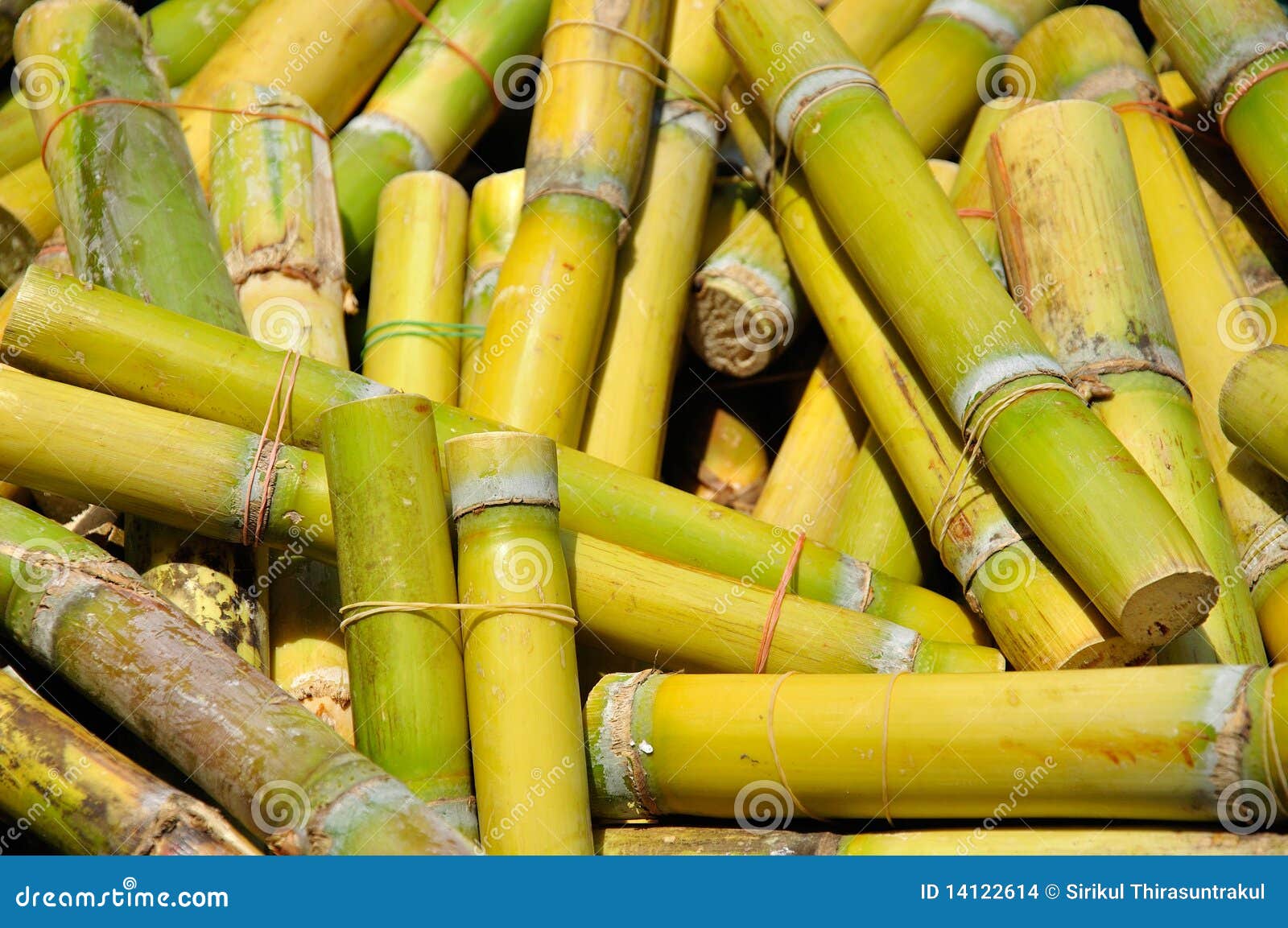 Sugar Cane Plantation Royalty-Free Stock Photography | CartoonDealer ...