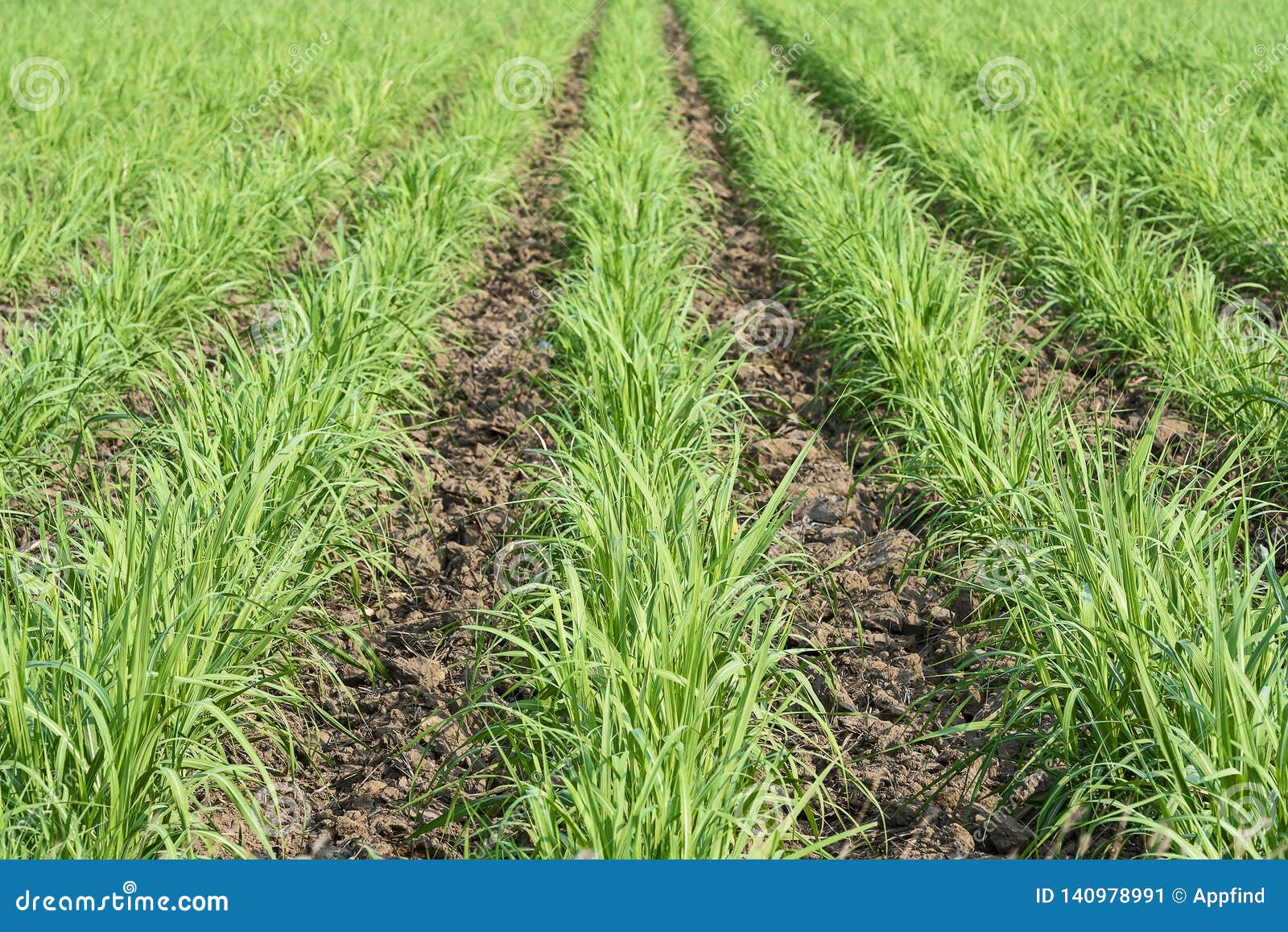 Sugar cane farm stock image. Image of food, farming 140978991