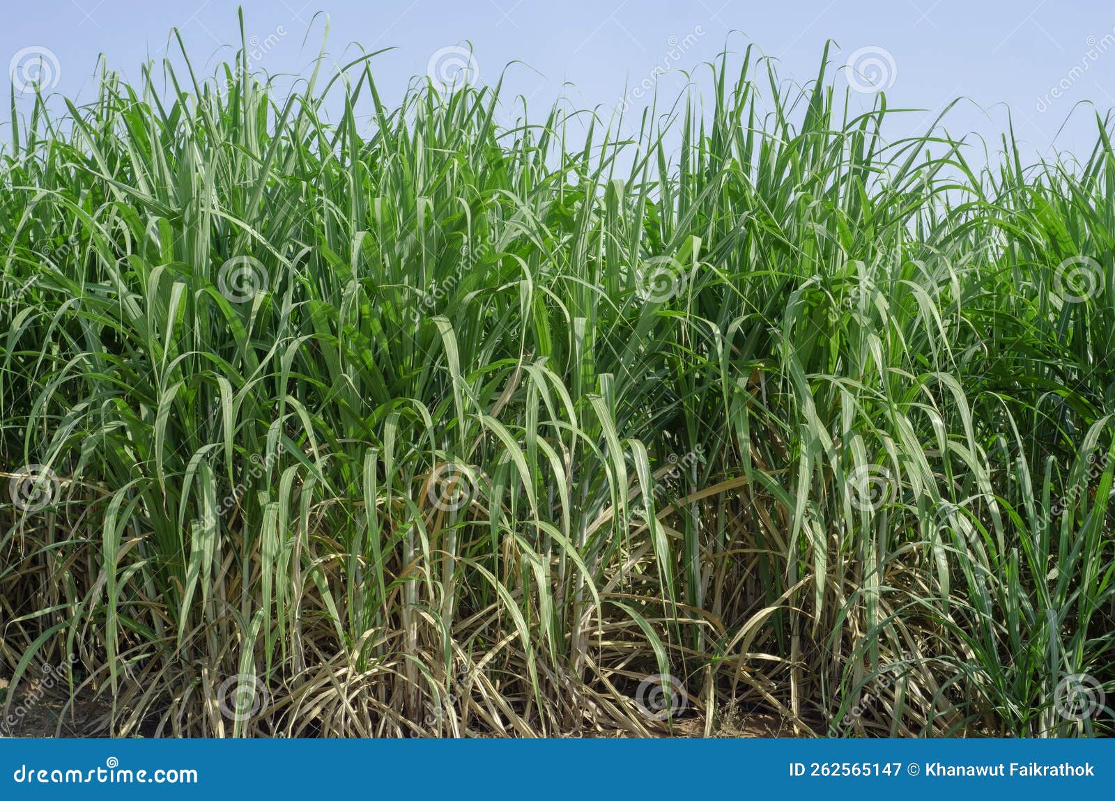 Sugar Cane Field, Sugarcane in the Field Stock Image Image of