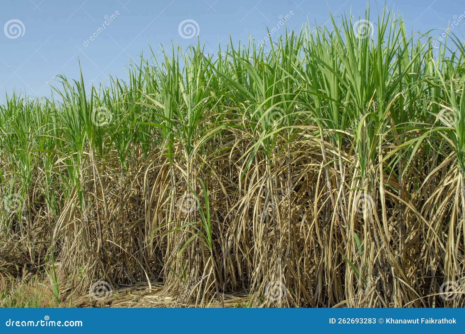 Sugar Cane Field, Sugarcane in the Field Stock Image Image of farmer