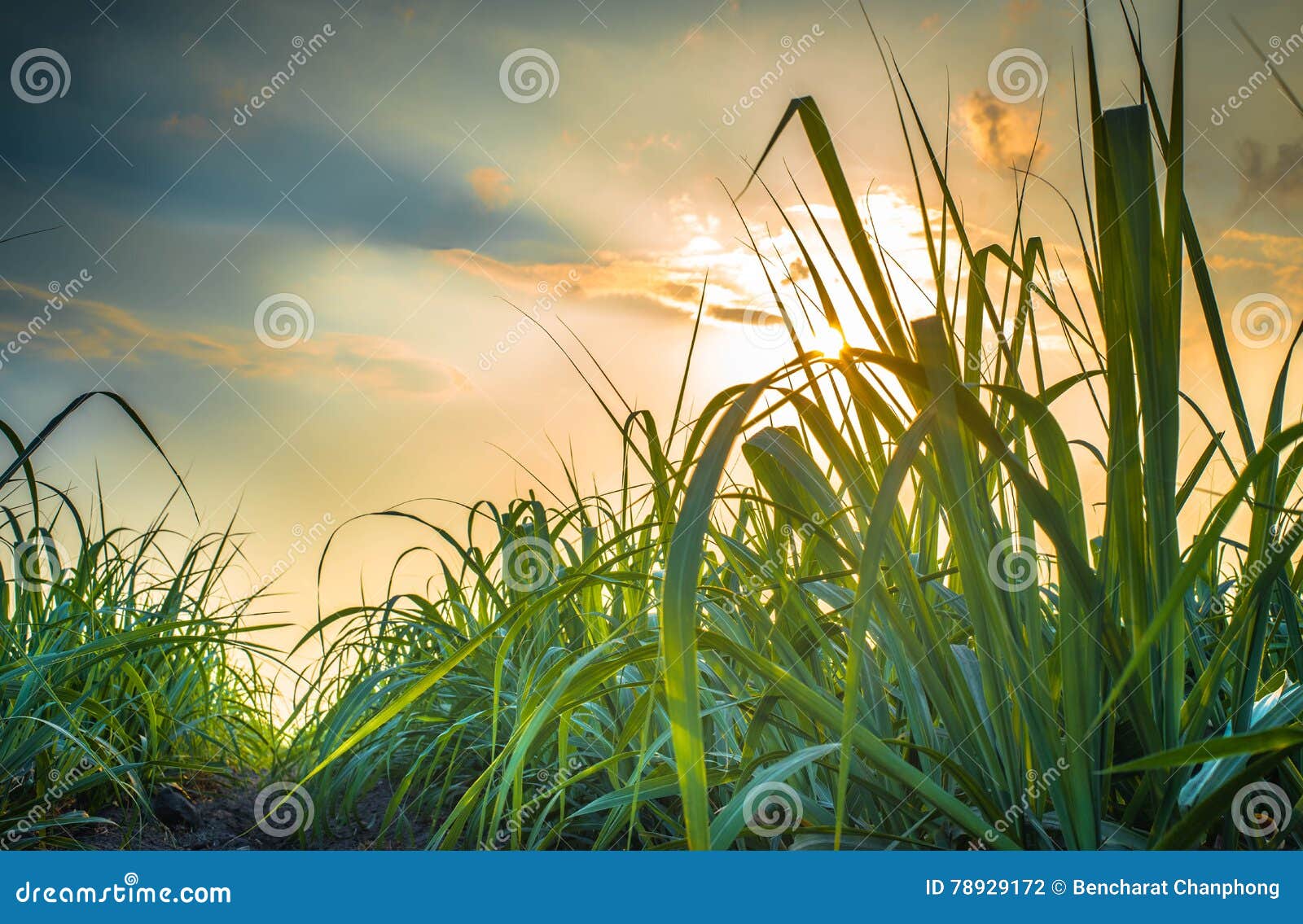 Sugar cane field stock photo. Image of natural, cultivate 78929172