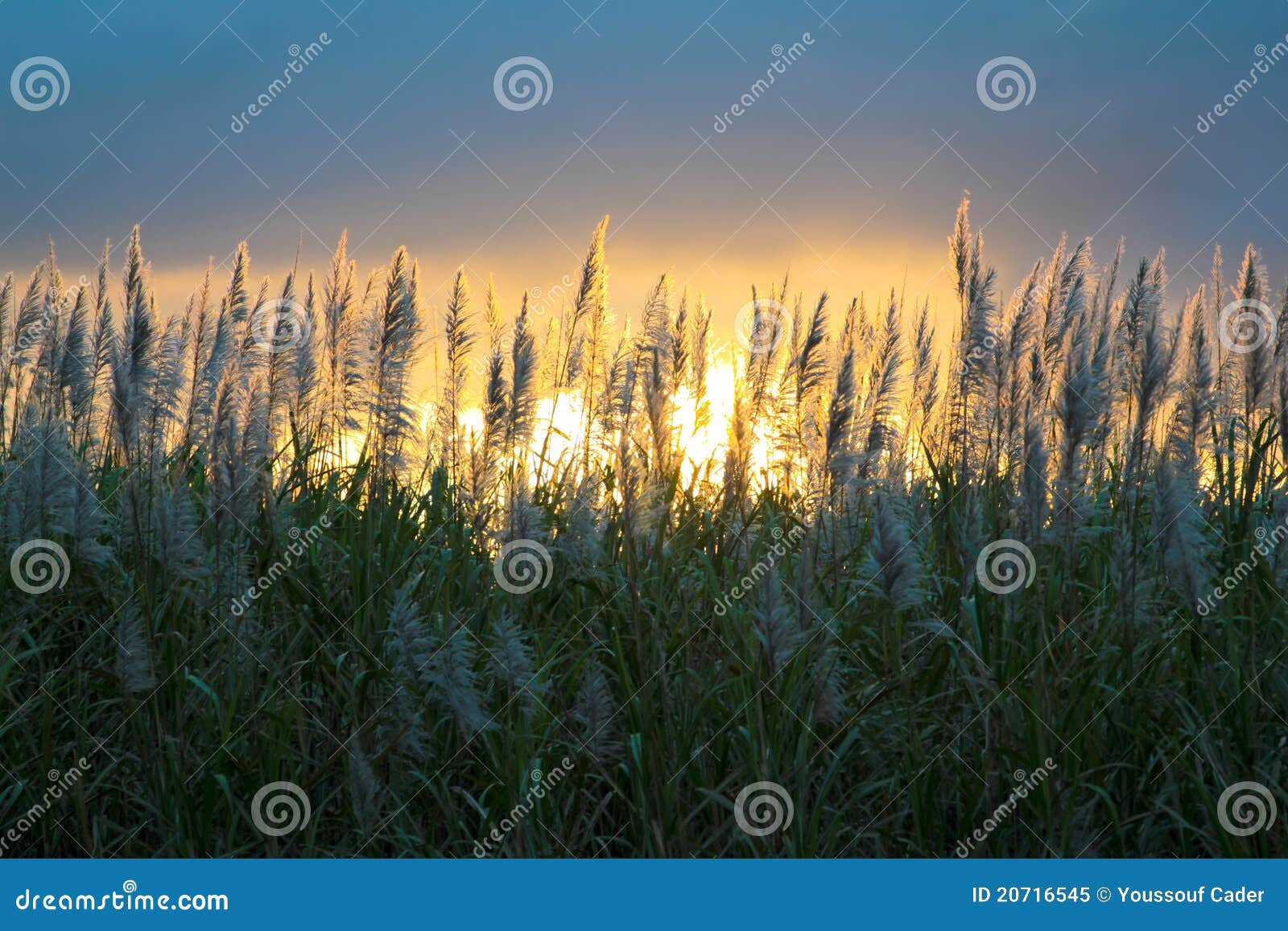 sugar cane flower