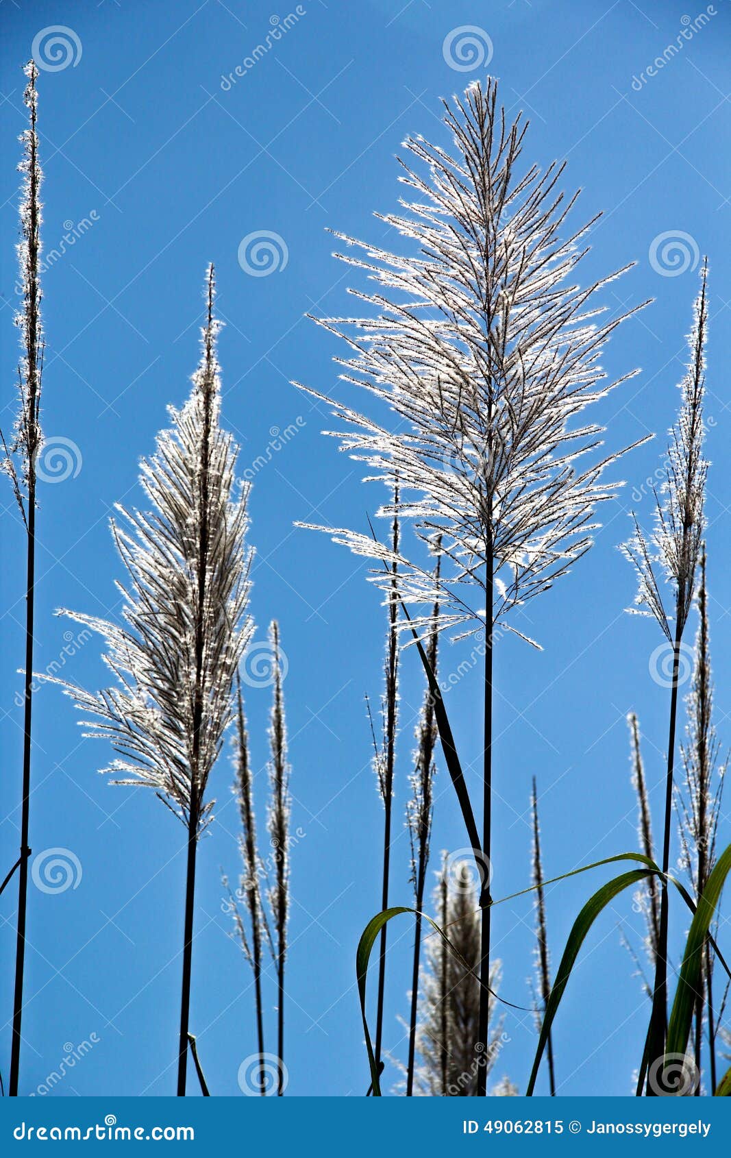 Sugar cane flower stock image. Image of outdoors, tropical 49062815