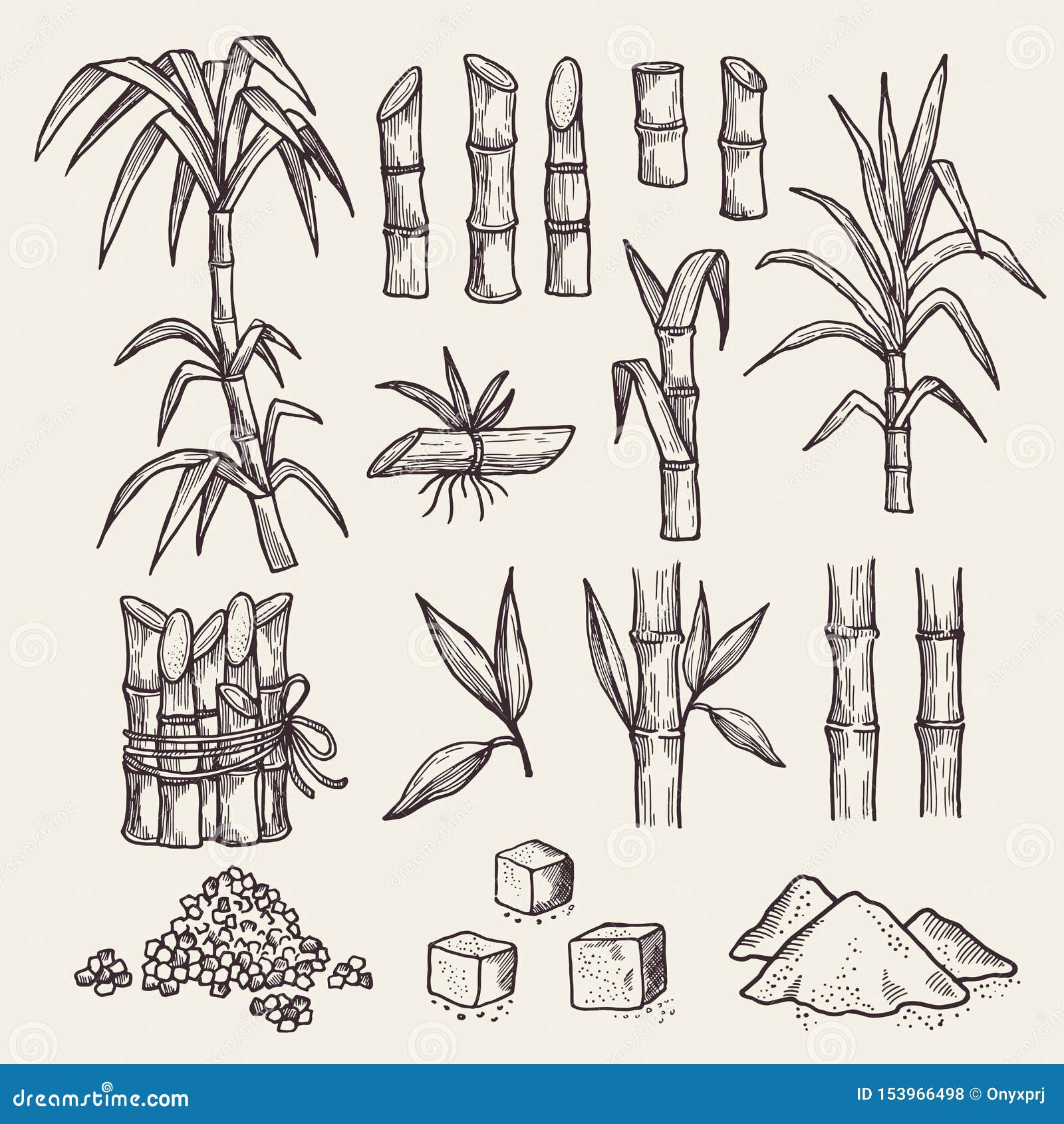 Plantation Sugarcane Stock Illustrations – 3,104 Plantation Sugarcane Stock Illustrations, Vectors & Clipart - Dreamstime Plantation Sugarcane Stock Illustrations – 3,104 Plantation Sugarcane Stock Illustrations, Vectors & Clipart - Dreamstime