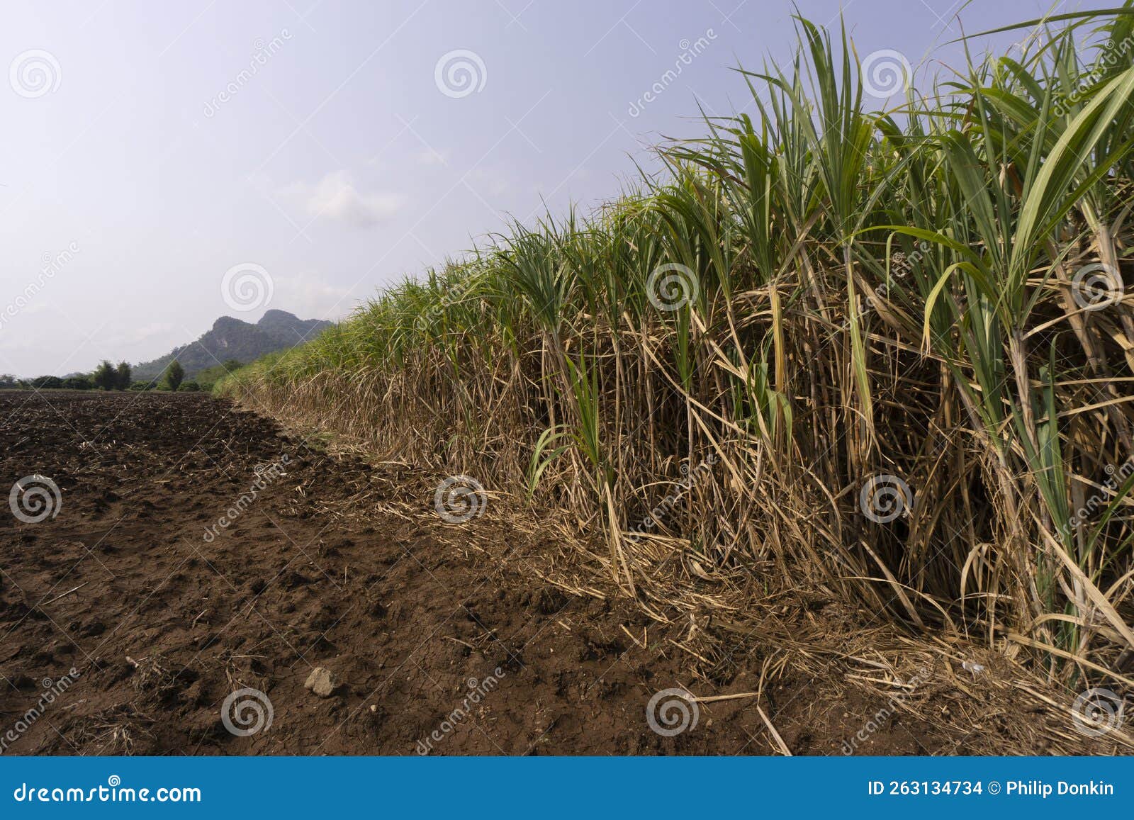 Sugar Cane Growing in Asia with Scenic Mountains in Background
