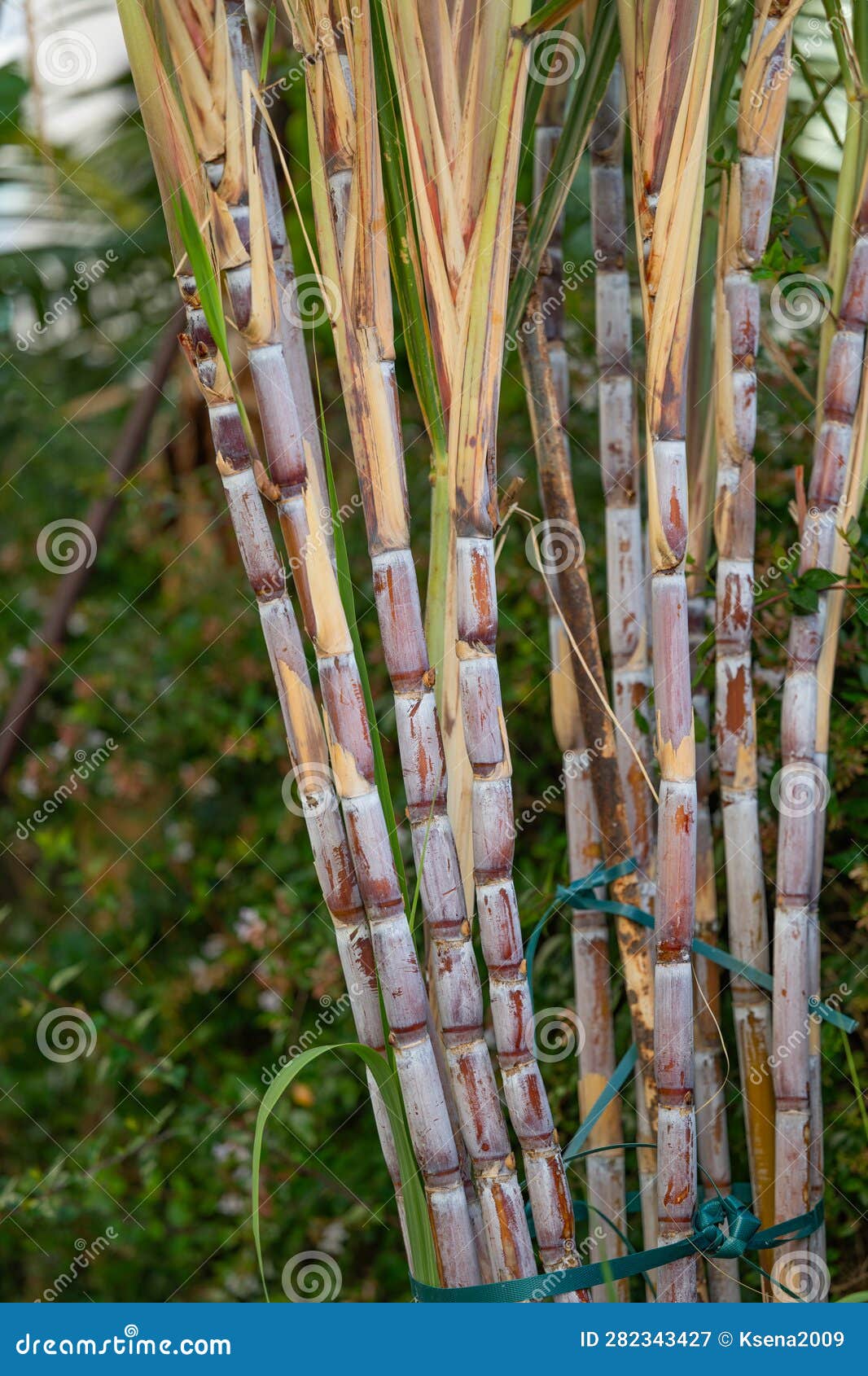 Sugar cane growing stock image. Image of biomass, natural 282343427