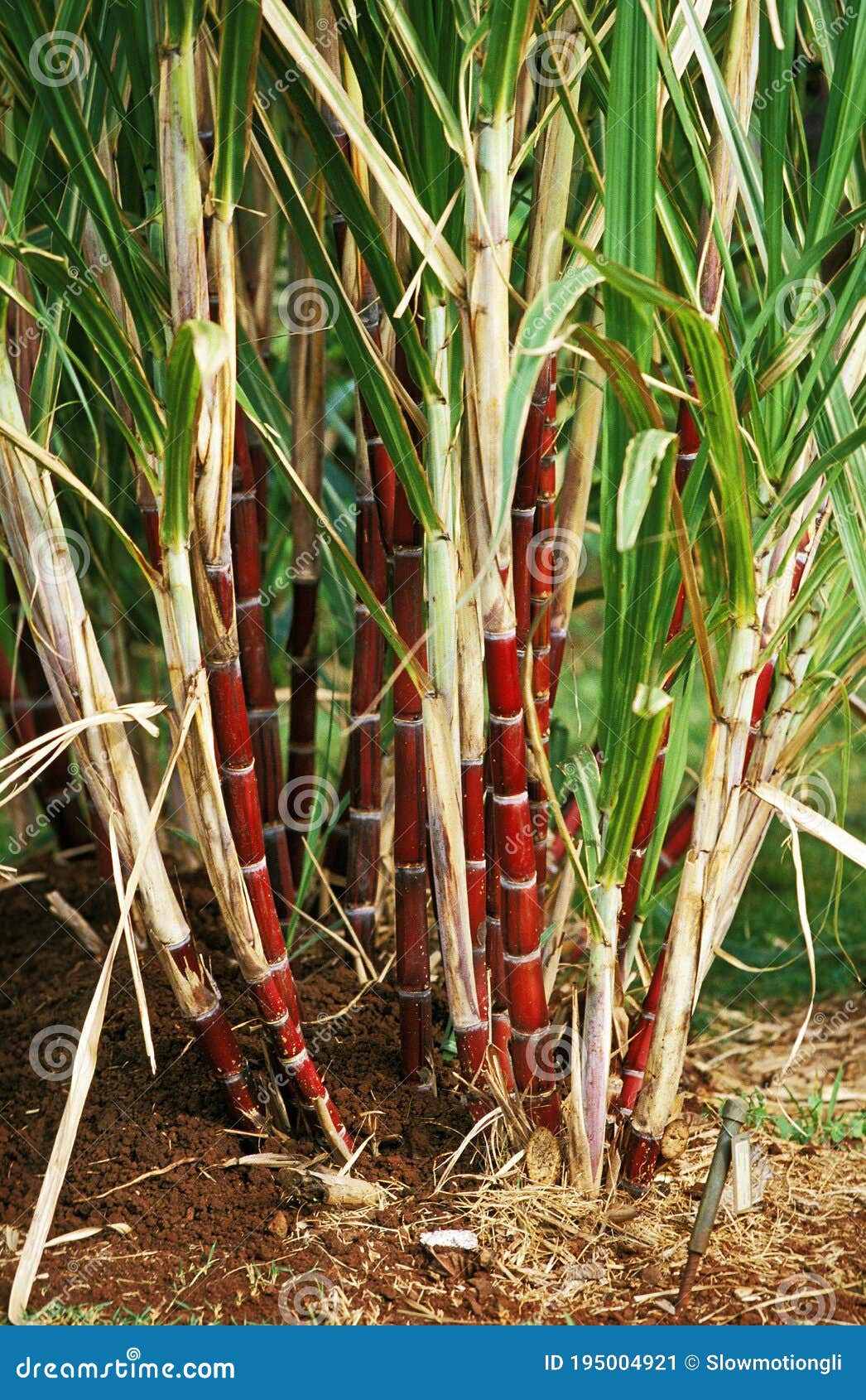 SUGAR CANE in HAWAII stock image. Image of america, sugar 195004921
