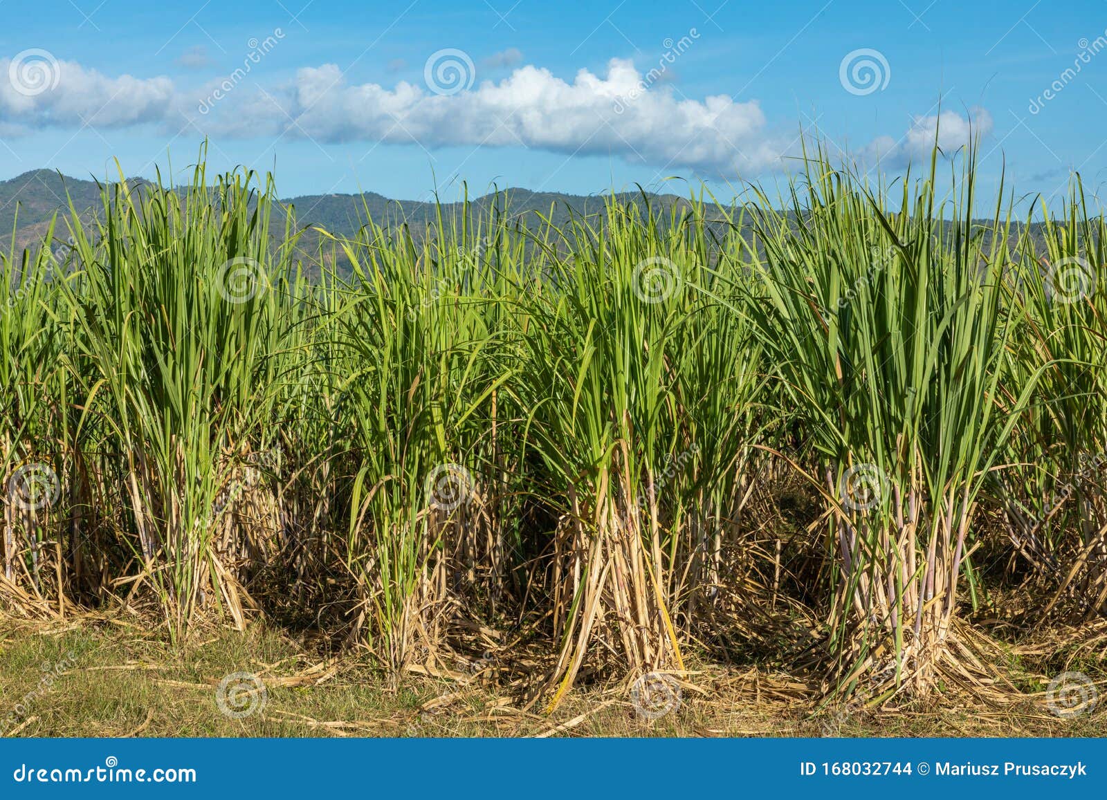 Sugar Cane Plantation in Cuba Stock Photo Image of latin, monoculture 168032744