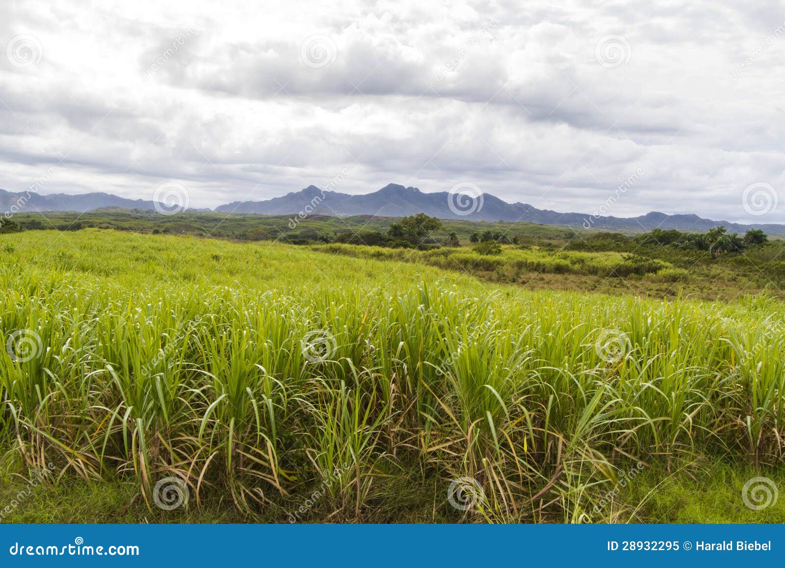 Sugar Cane Plantation On Cuba Royalty Free Stock Photo Image 28932295