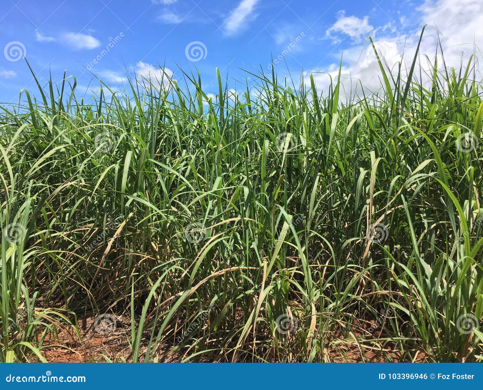 sugar cane plantation, fazenda, sao paulo stare brazil