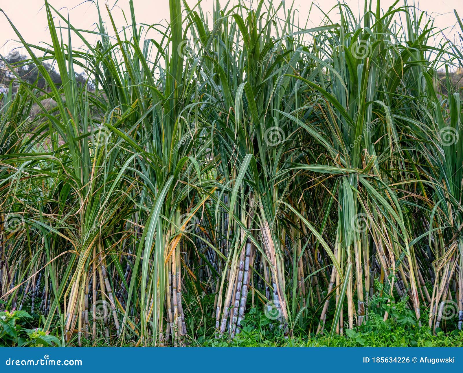 Sugar Cane on Plantation before Harvest. Stock Photo Image of food