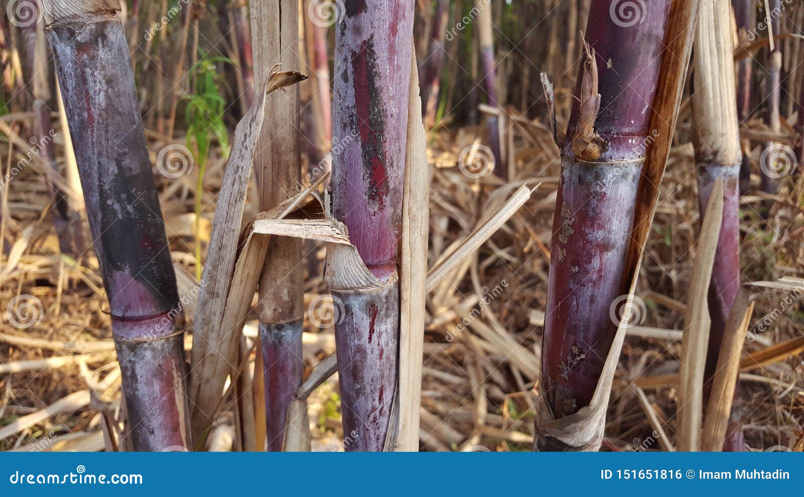 What is the title of this picture ? Sugar Cane Plants With Various Variants. Stock Photo - Image of