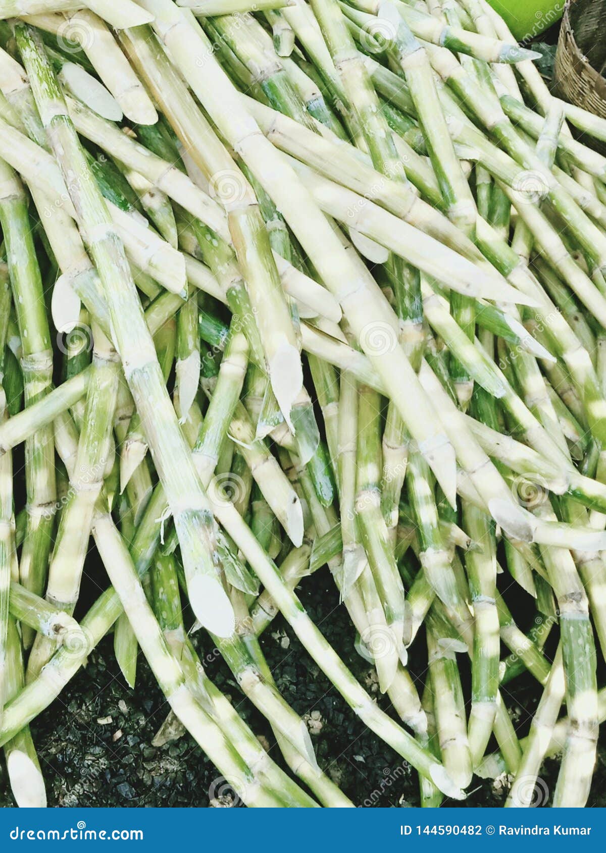 Sugar cane for sale stock photo. Image of cane, sugar 144590482