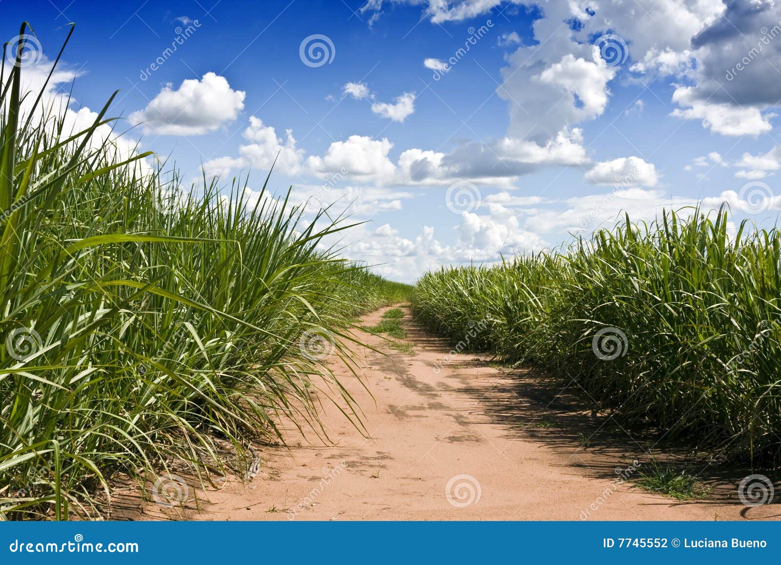 Sugar canes plantation stock photo. Image of cane, brazil 7745552