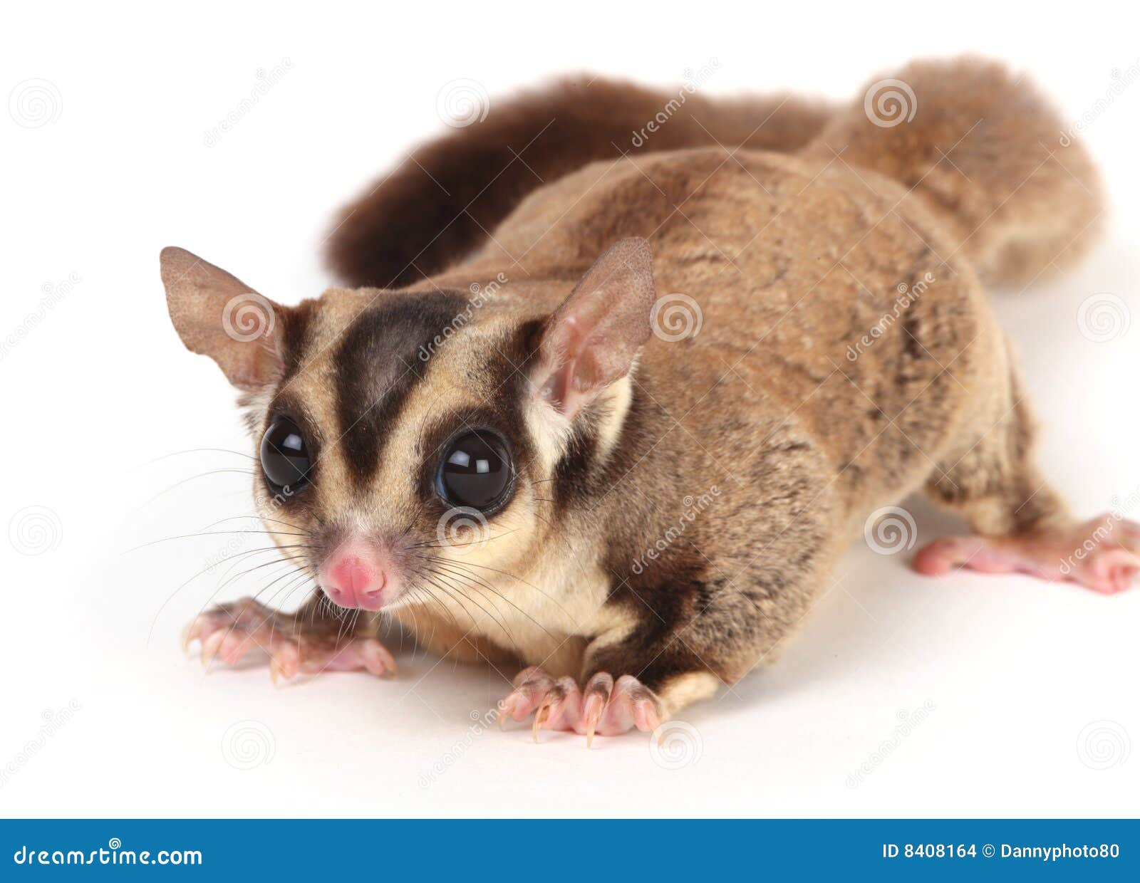sugar glider sugar glider