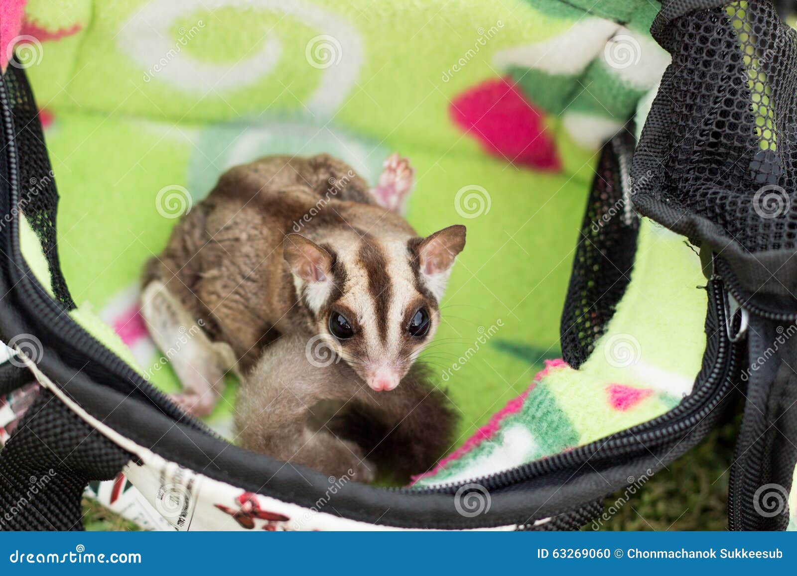 Sugar Glider Bag Picnic Garden Stock Photos Free & RoyaltyFree Stock