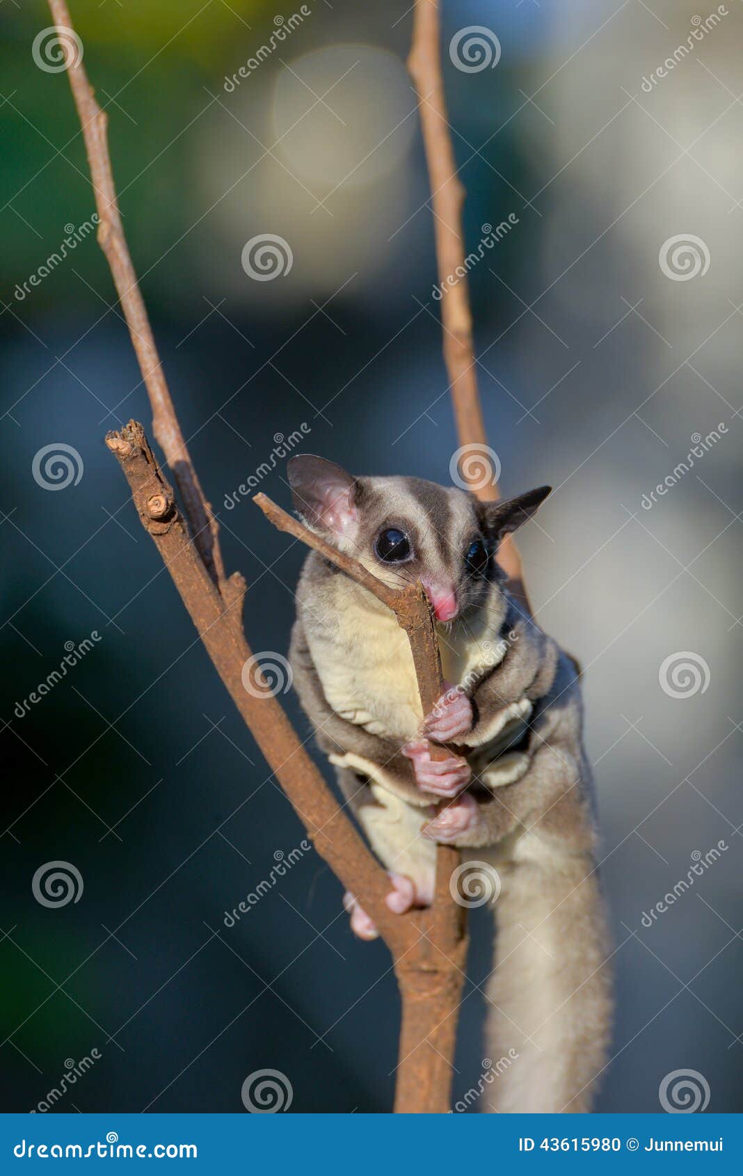 Sugar Glider on Dry Branches Stock Photo Image of view, mammal 43615980