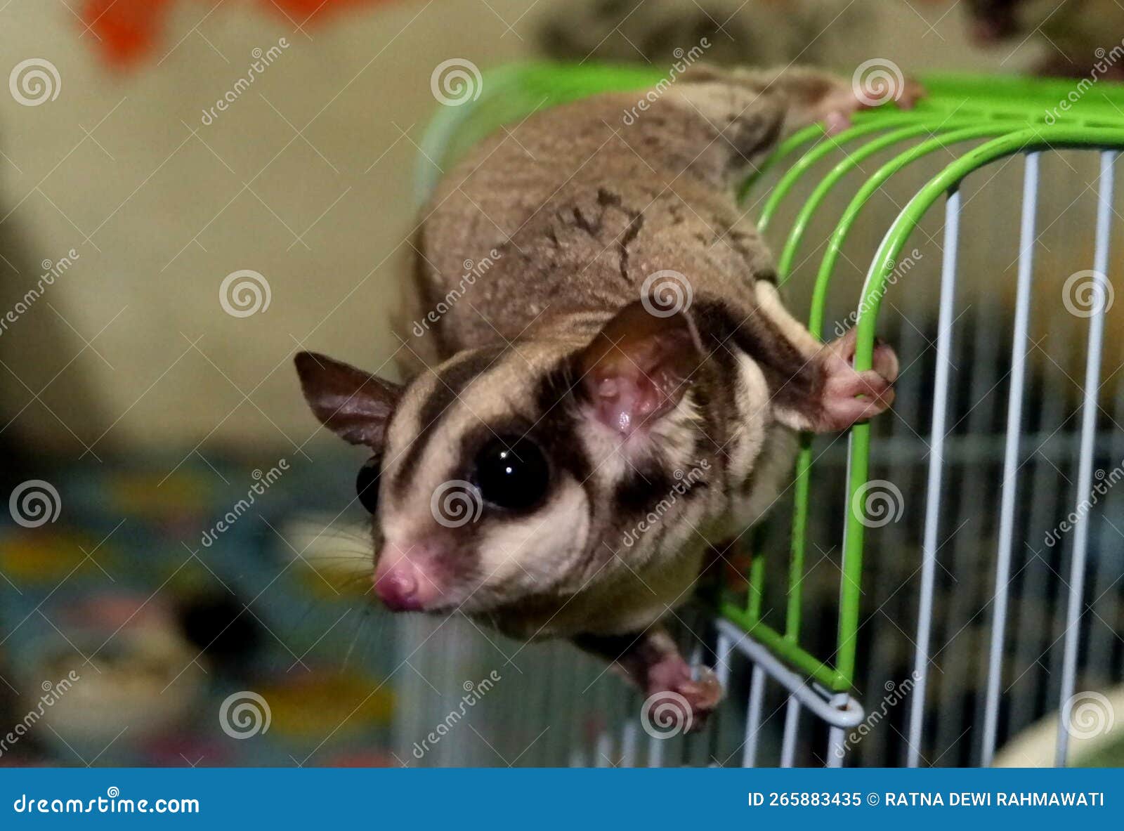 Sugar Glider is Eating and Playing Around the Cage. Stock Image Image