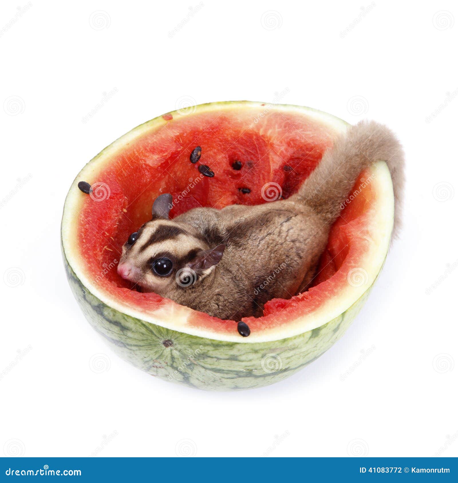 Sugar Glider Enjoy Eating Watermelon Stock Photo Image of eating