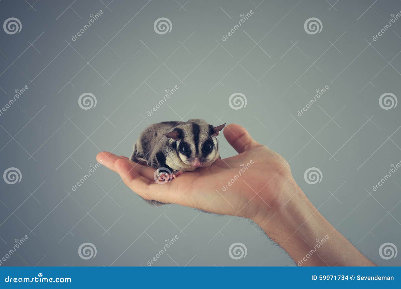 Sugar Glider in a hand. stock photo. Image of marsupial 59971734