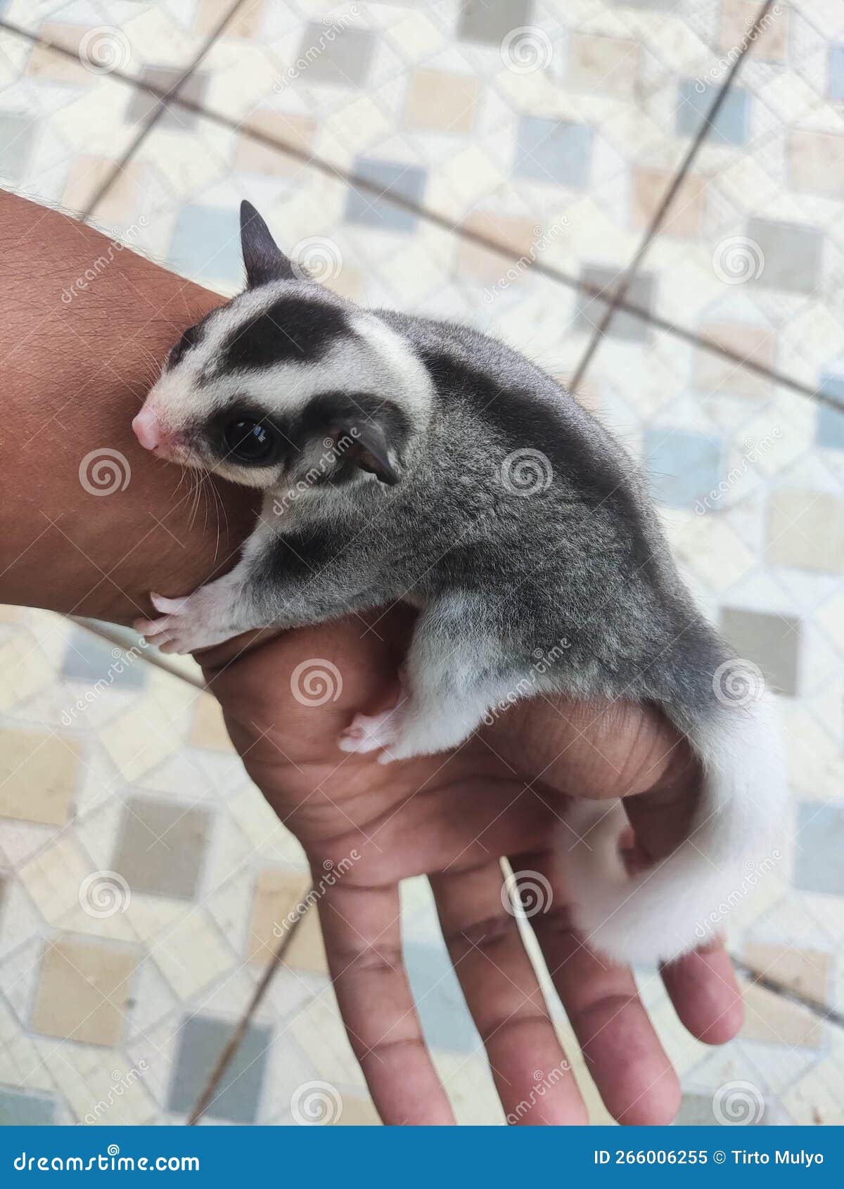 Sugar Glider Hanging on the Hand Stock Image Image of hands, sugar 266006255