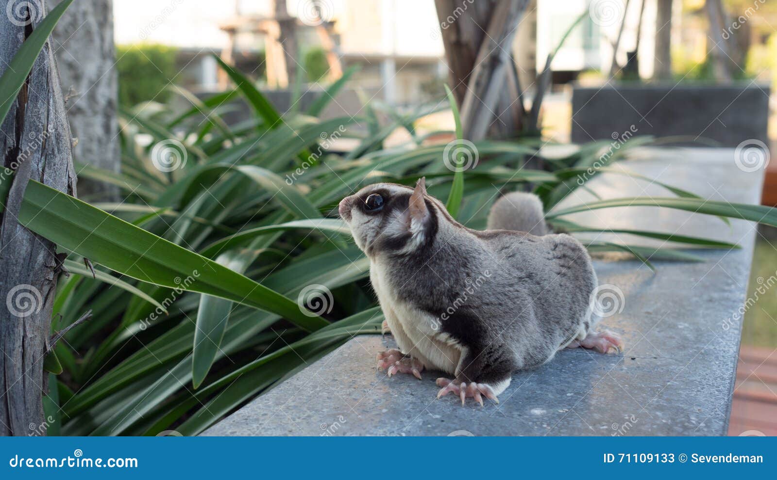 Sugar glider outdoor. stock image. Image of little, studio 71109133
