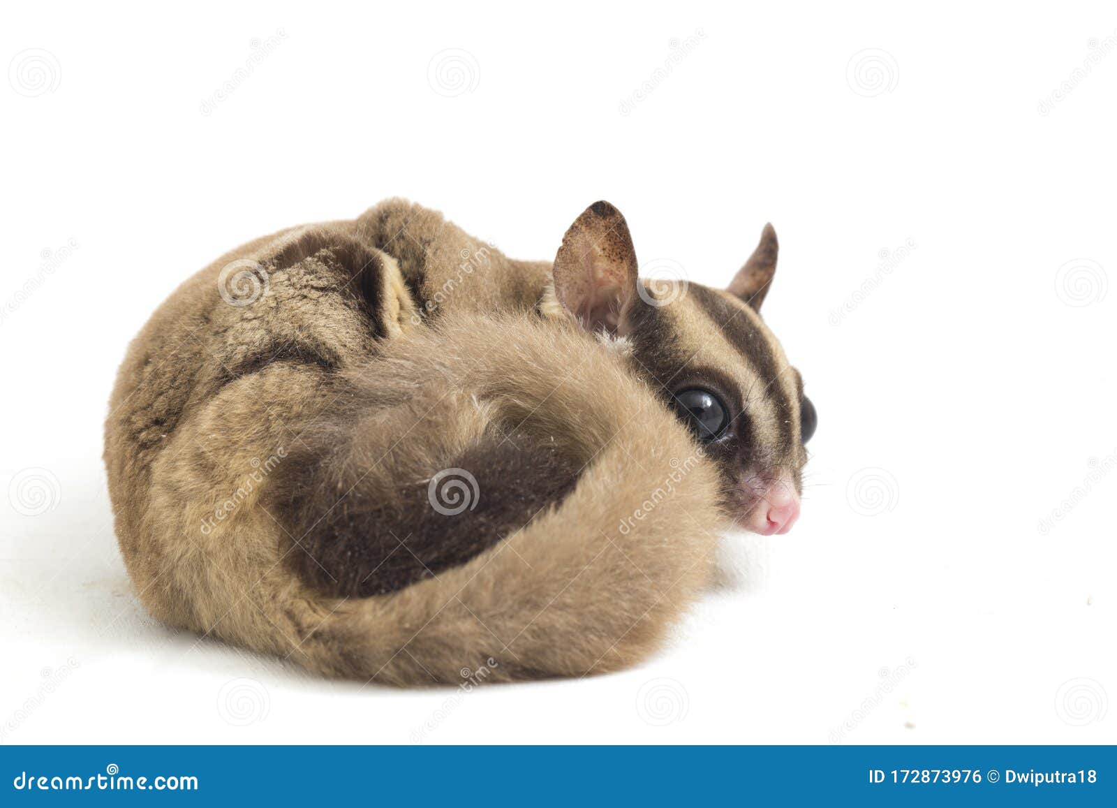 sugar glider - petaurus breviceps  on white background