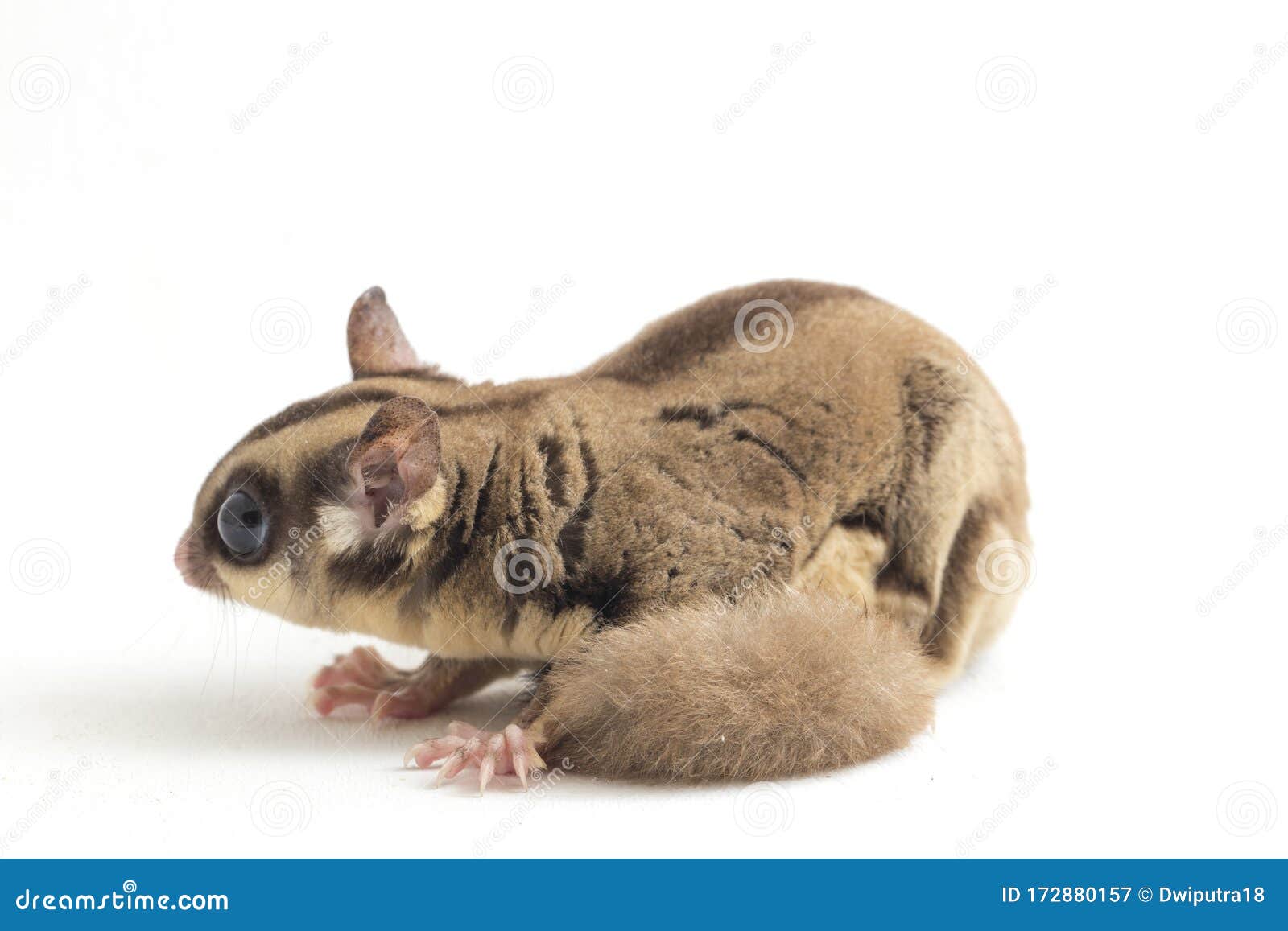 sugar glider - petaurus breviceps  on white background