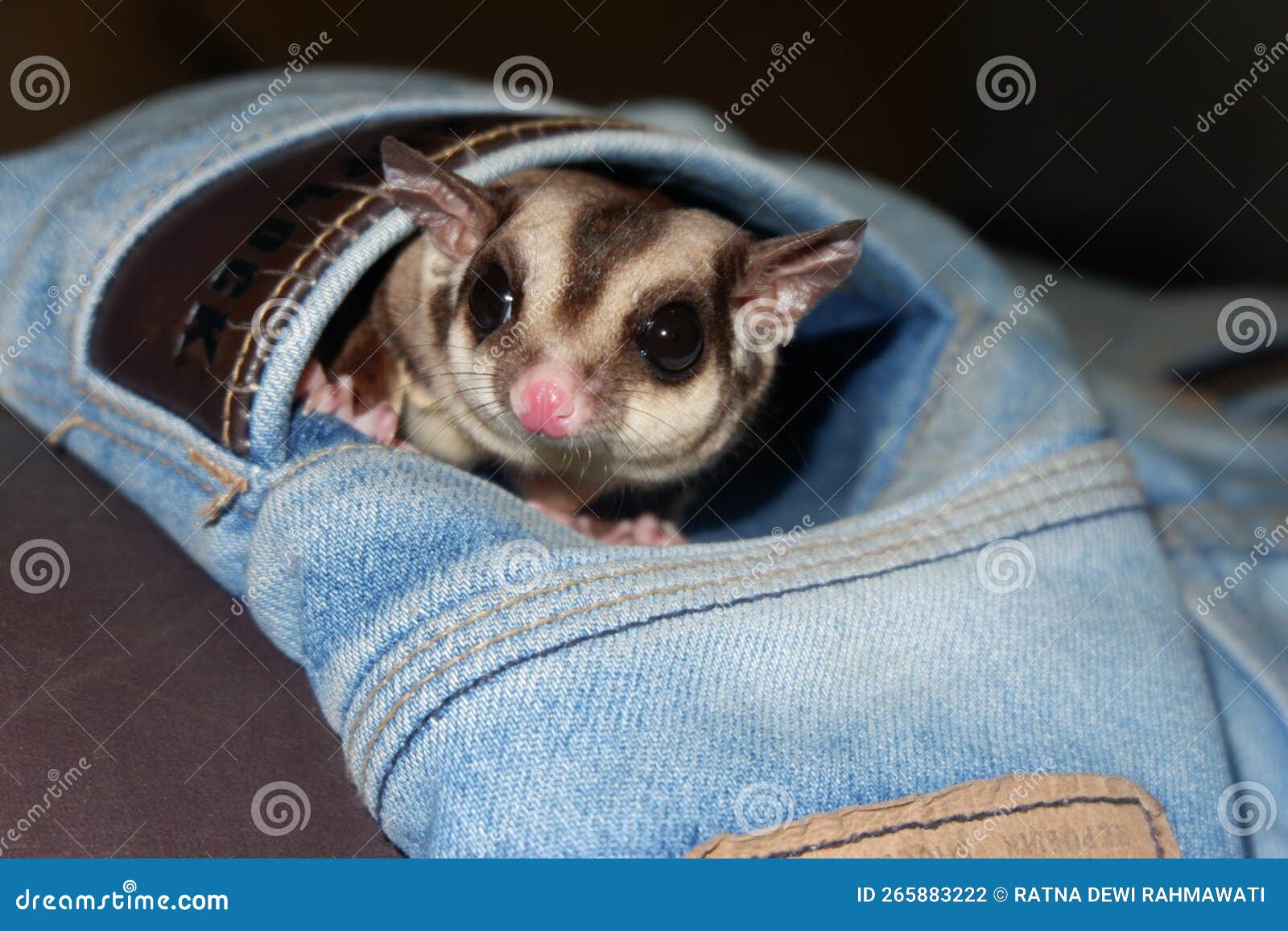 A Sugar Glider Playing in an Asian Man Pants Pocket Stock Photo Image
