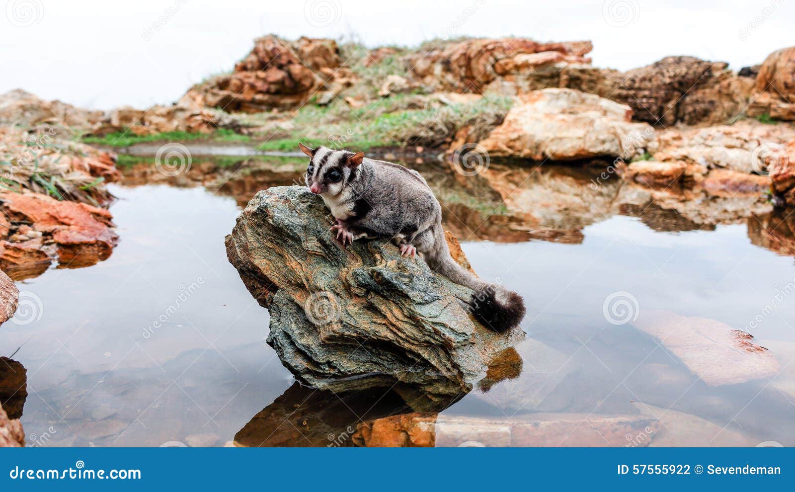 Sugar glider on a rock stock photo. Image of breviceps 57555922