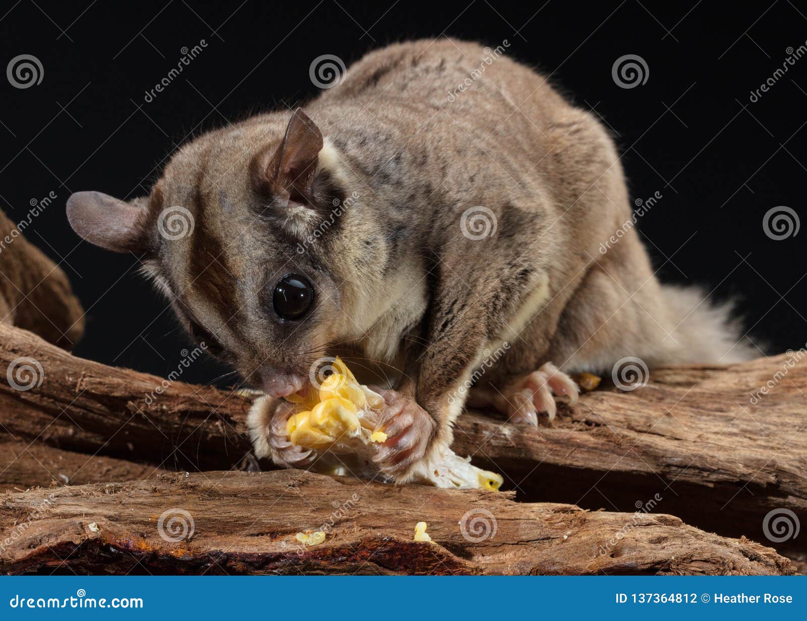 Sugar Glider Sitting on Branch Eating Corn Stock Photo Image of