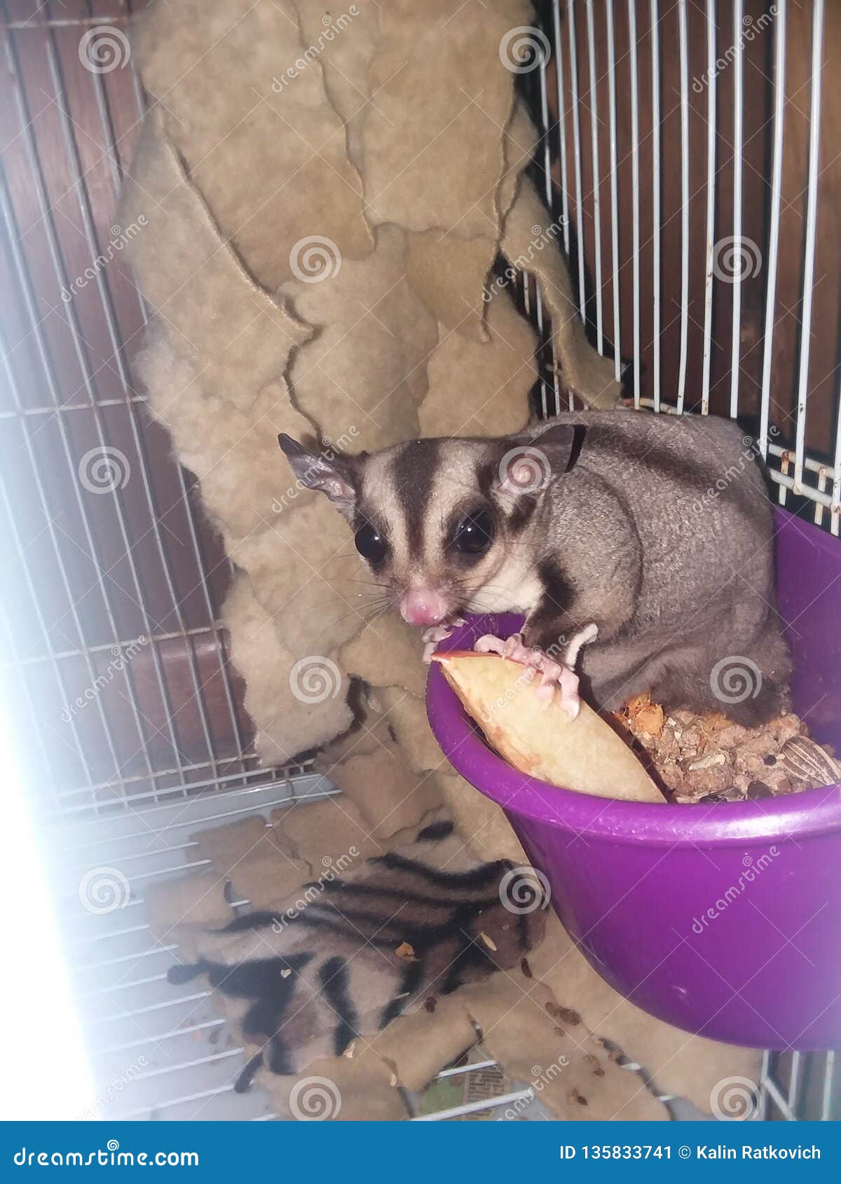 Sugar Glider snacking stock image. Image of sugar, exotic 135833741