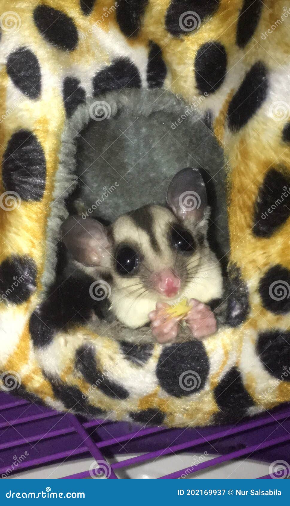 Sugar glider stock image. Image of watermelo, ware, cute 202169937