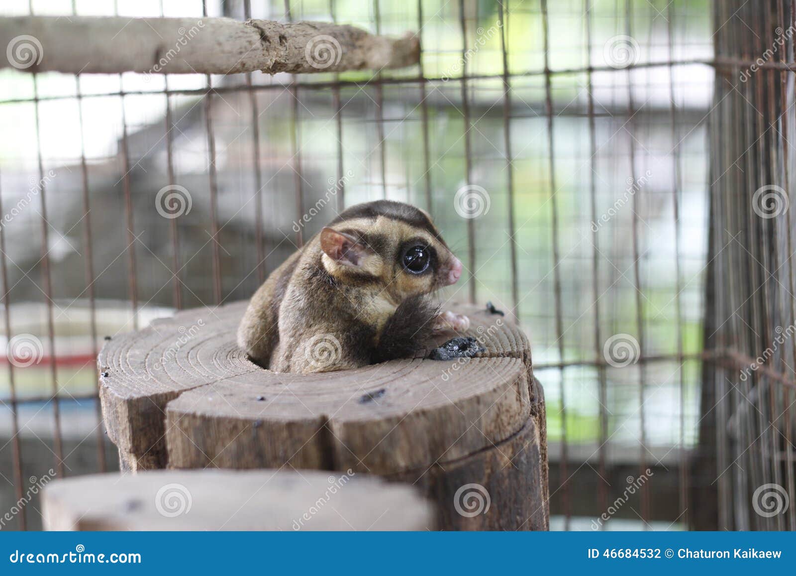 Sugar Glider stock photo. Image of cool, trapped, glider 46684532