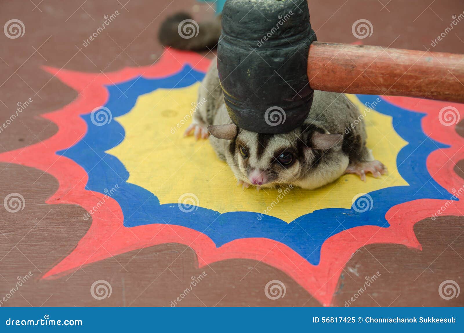 Sugar Glider Was Hit on the Head Stock Image Image of head, color