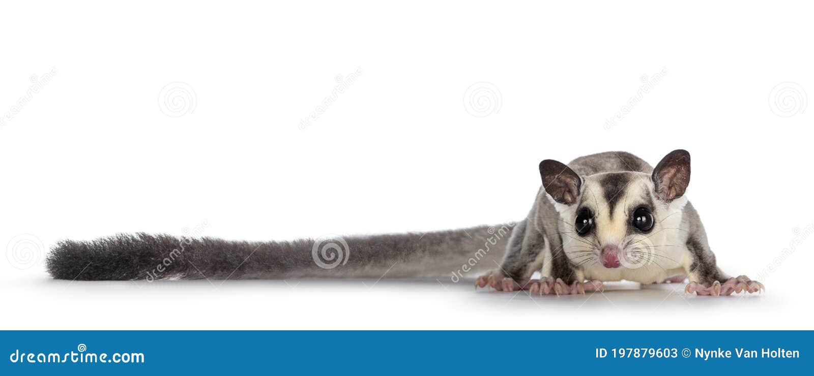 sugar glider on white background