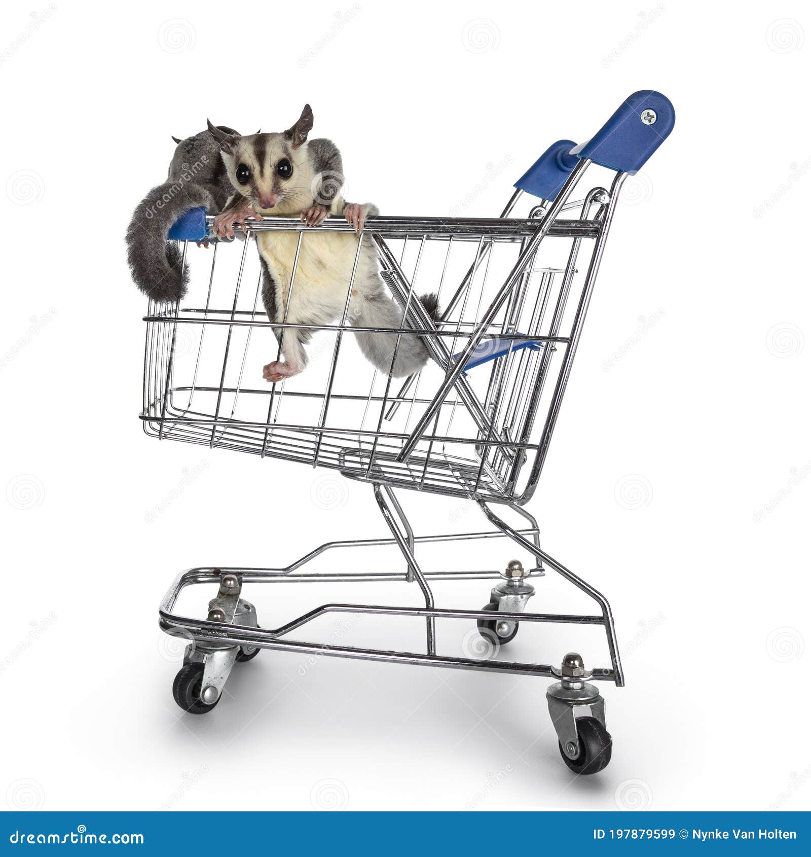 sugar glider on white background