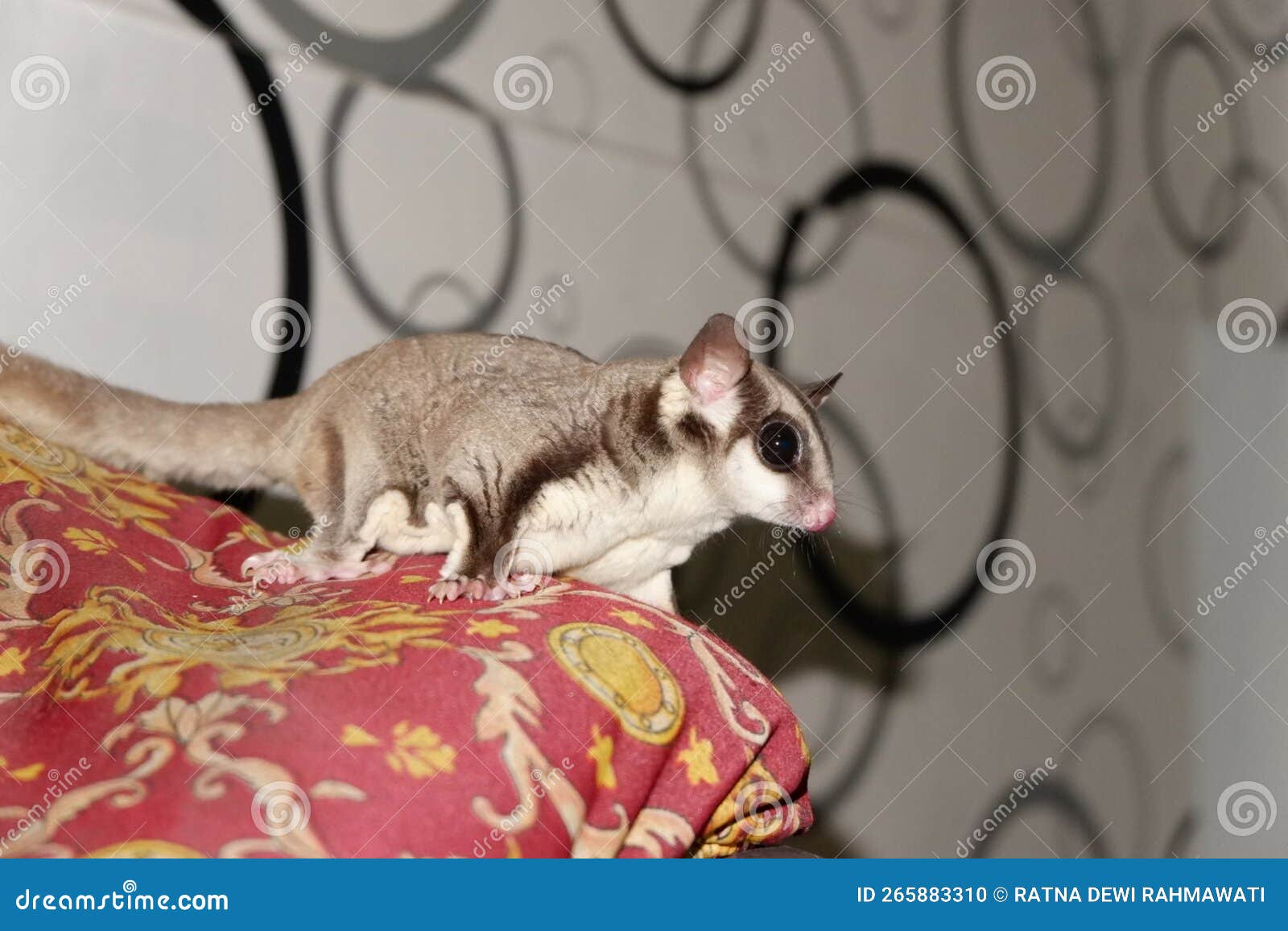 A Sugar Glider Who is Having Fun Playing Alone Stock Photo Image of