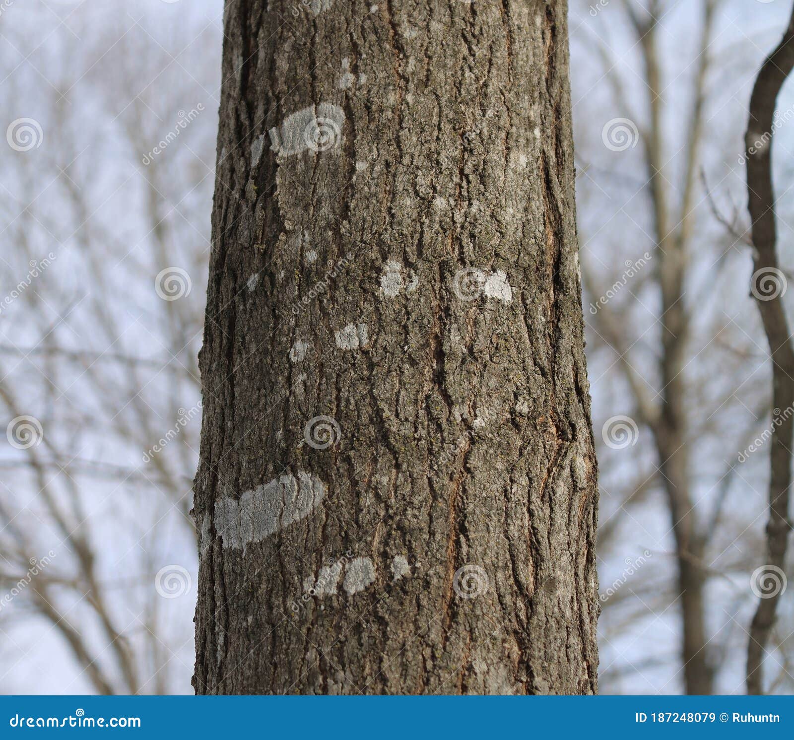 Sugar Maple Acer Saccharum Tree Bark Close-up in Winter Stock Image - Image  of midwest, southeastern: 187248079