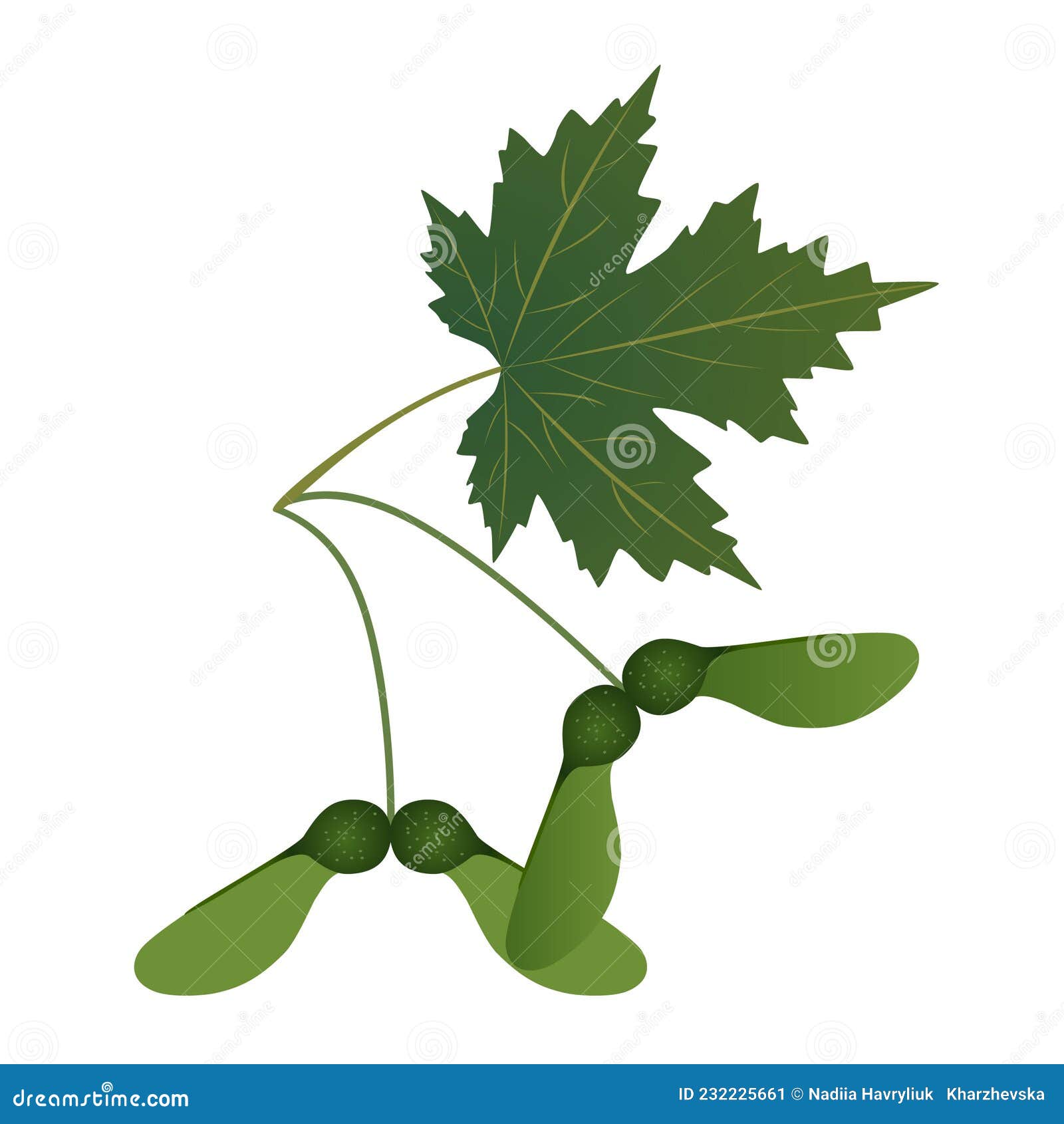 Sugar Maple Acer Saccharum Leaf. Ink Black And White Doodle Drawing