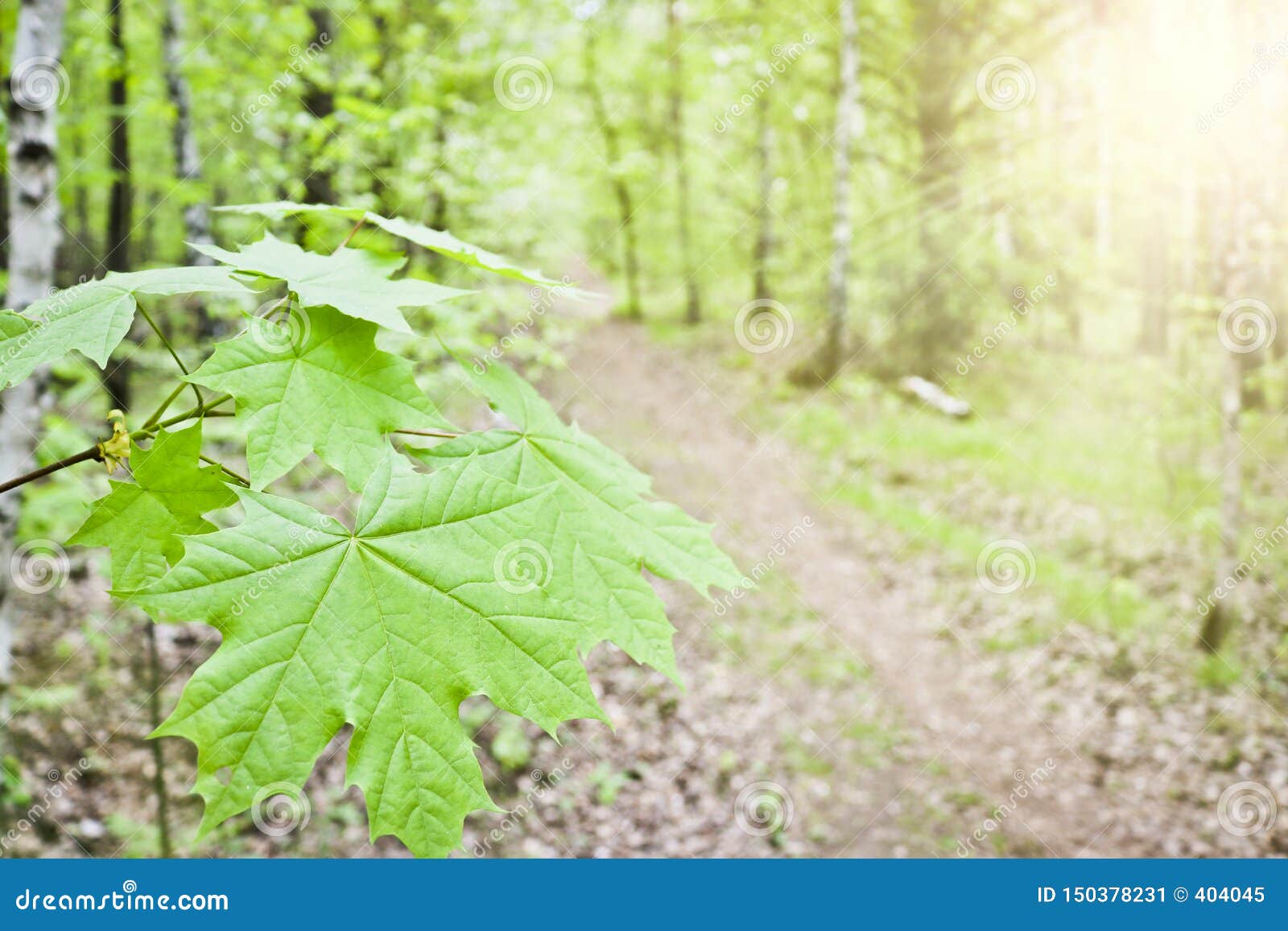Sugar Maple Or Rock Maple Acer Saccharum Leaves Close Up On The Background Of The Footpath In The Spring Forest Stock Image Image Of Decoration Bright