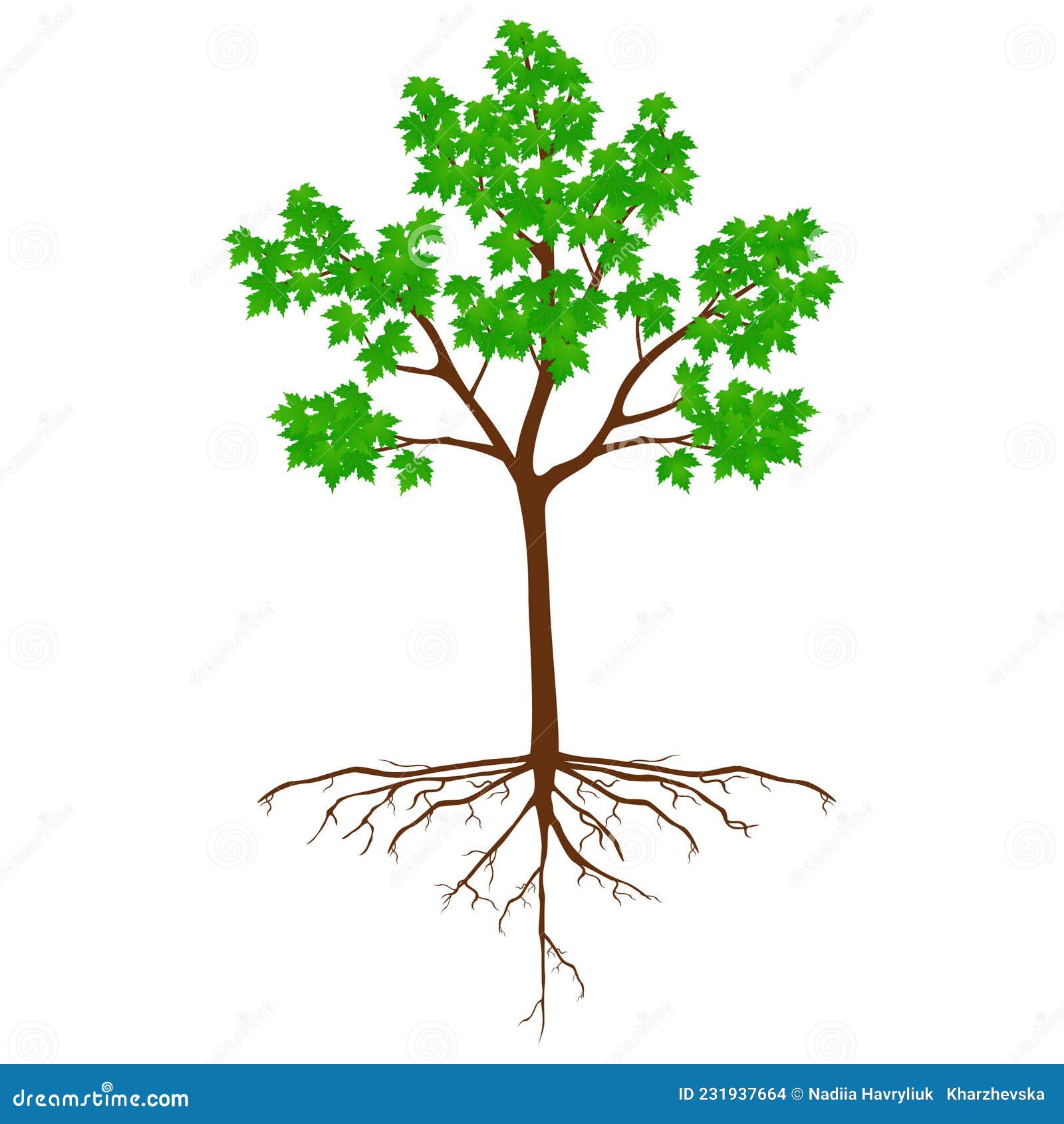 Sugar Maple Tree with Roots on a White. Stock Vector Illustration of