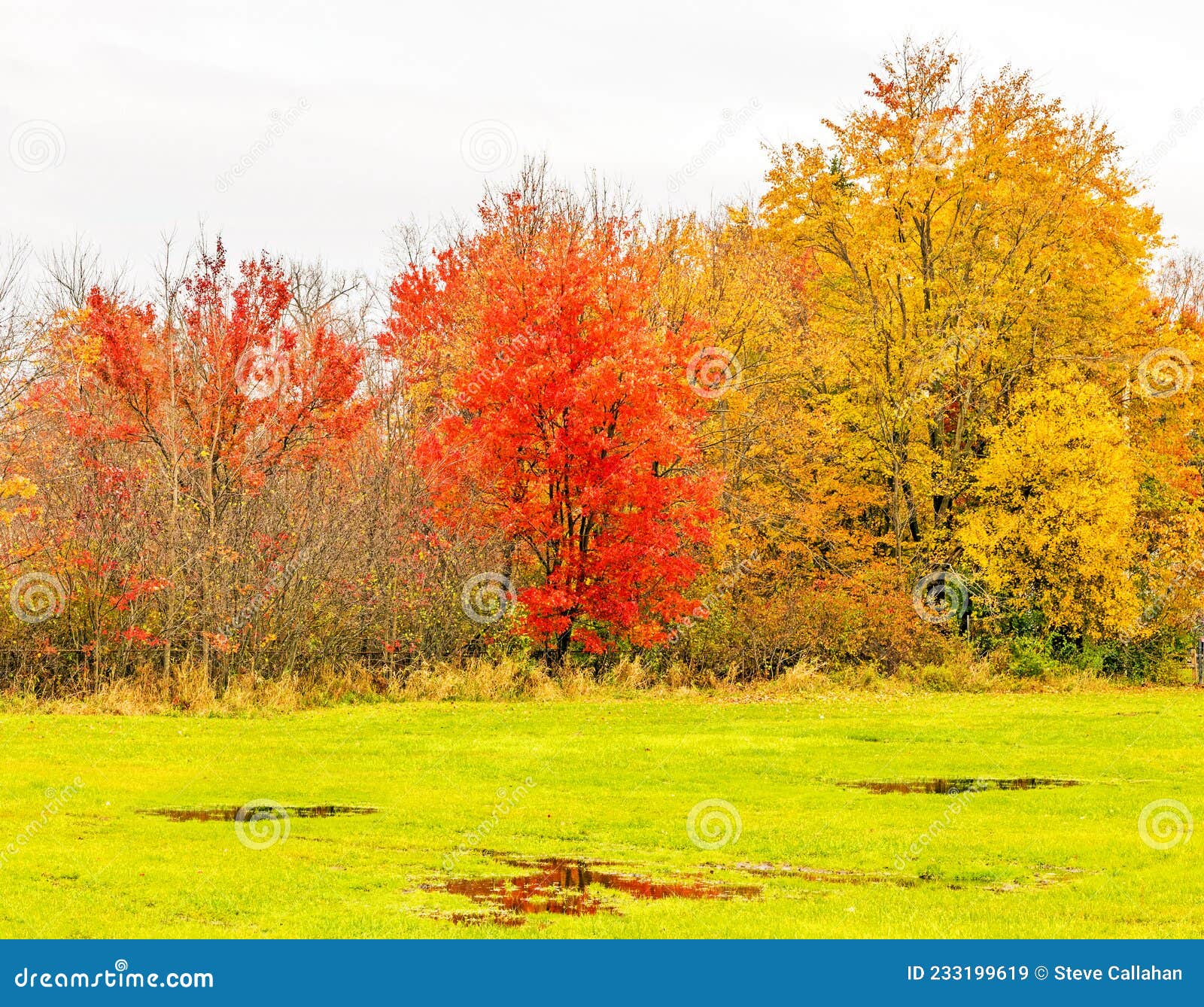 sugar maple trees in fall and three puddles in field