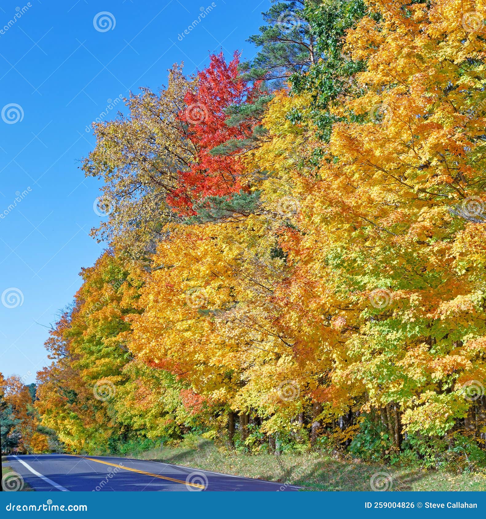 Sugar Maple Trees Alongside Highway in Autumn Stock Photo Image of