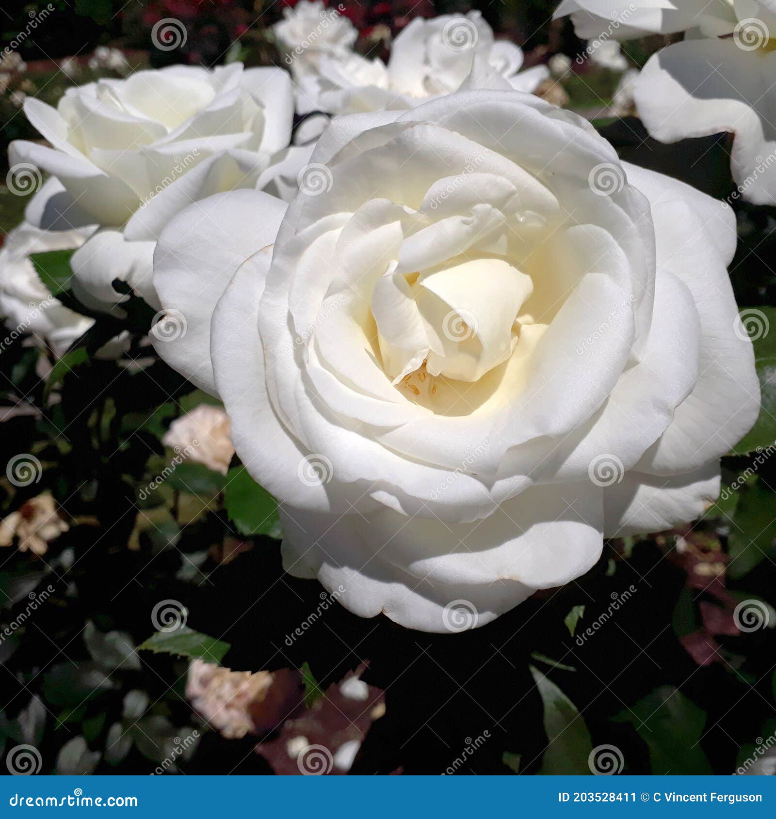 Sugar Moon White Rose Flower Petal Stock Image Image of moon, petaled