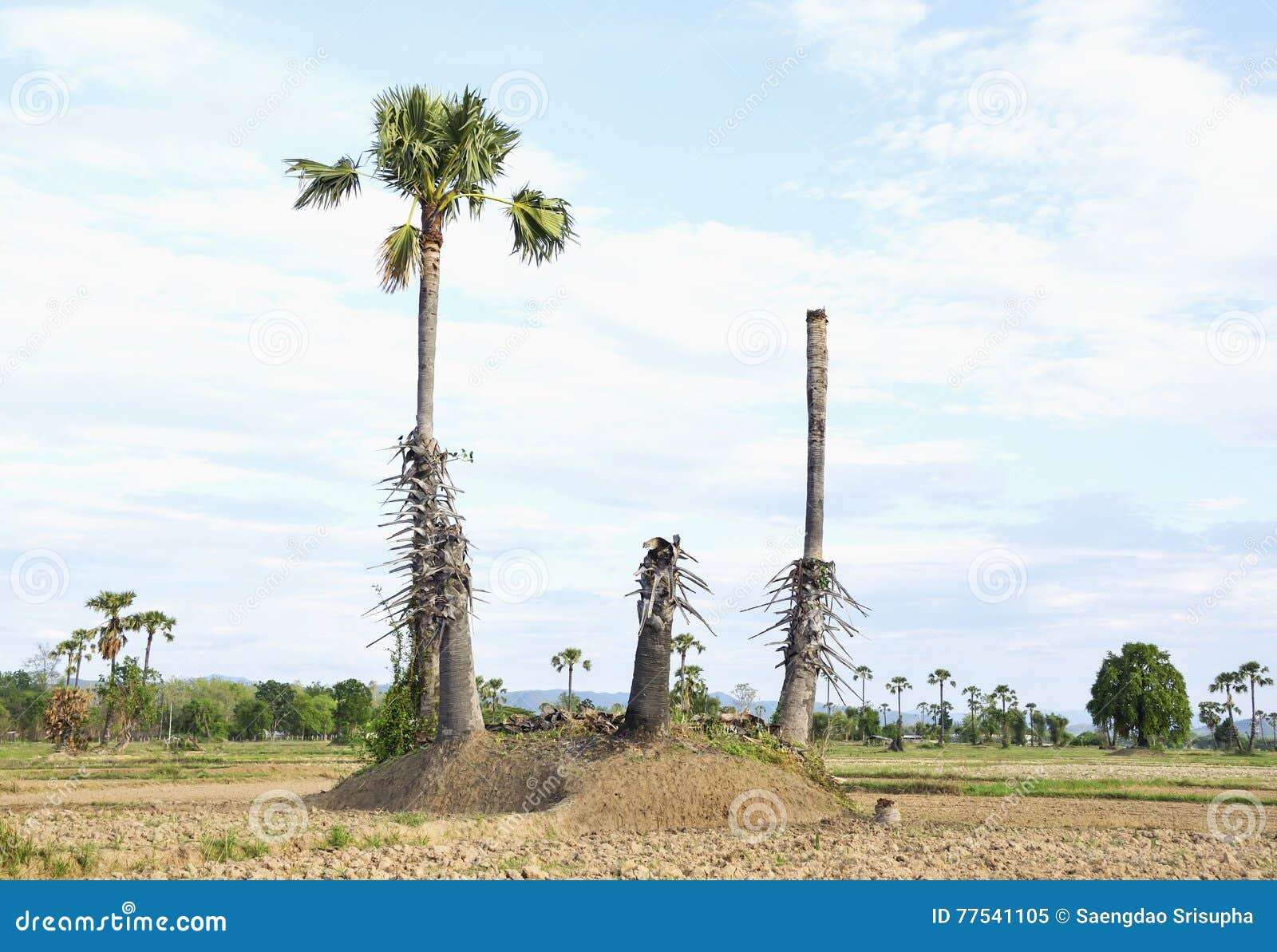 Sugar palm stock image. Image of agriculture, asian, color - 77541105