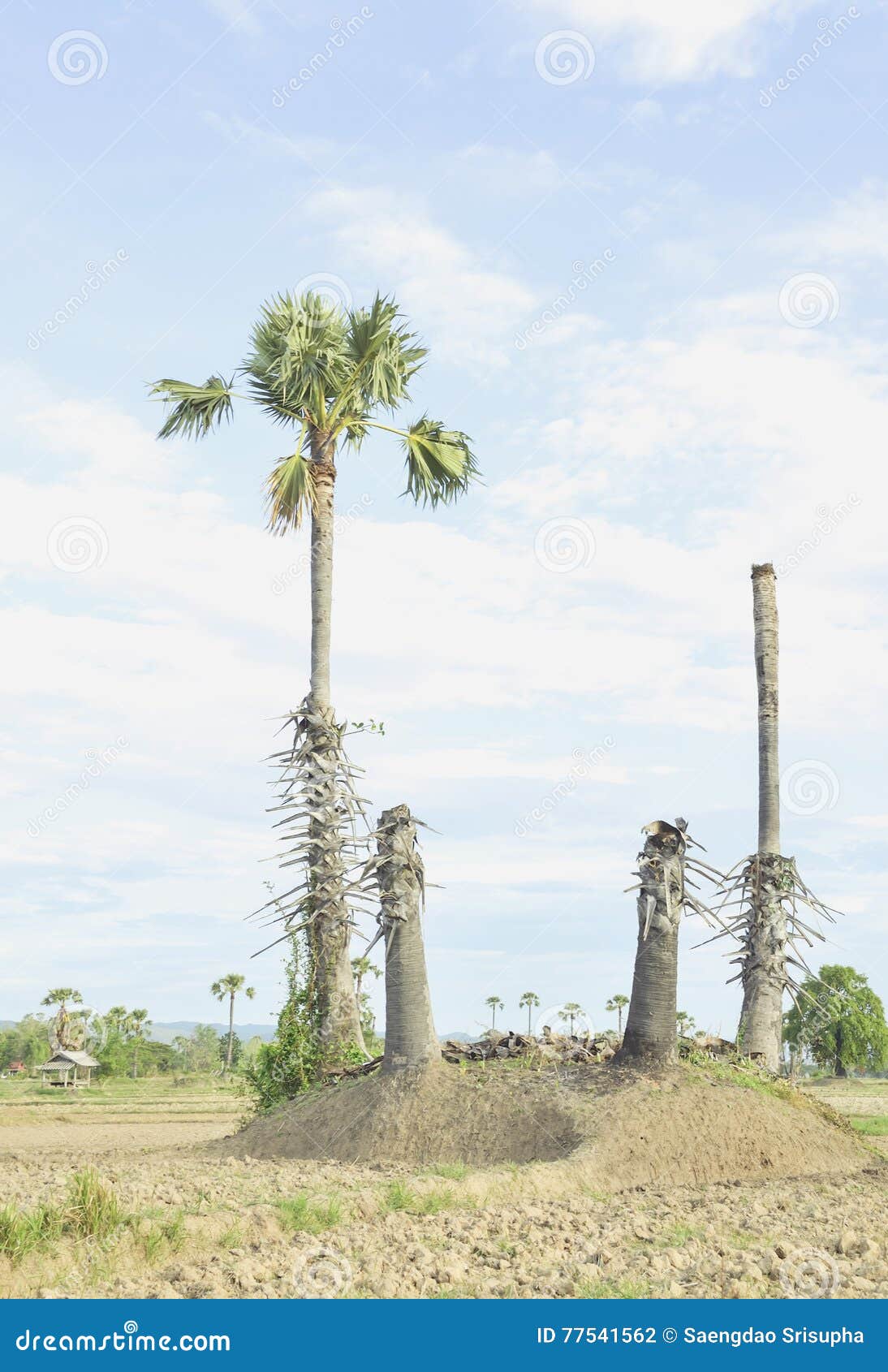 Sugar palm stock photo. Image of farm, farmland, beauty - 77541562