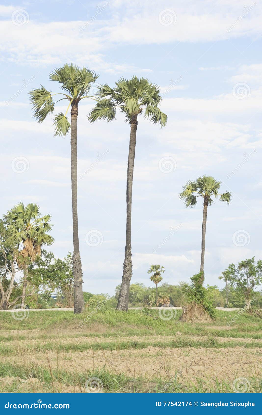 Sugar palm stock photo. Image of forest, country, grass - 77542174