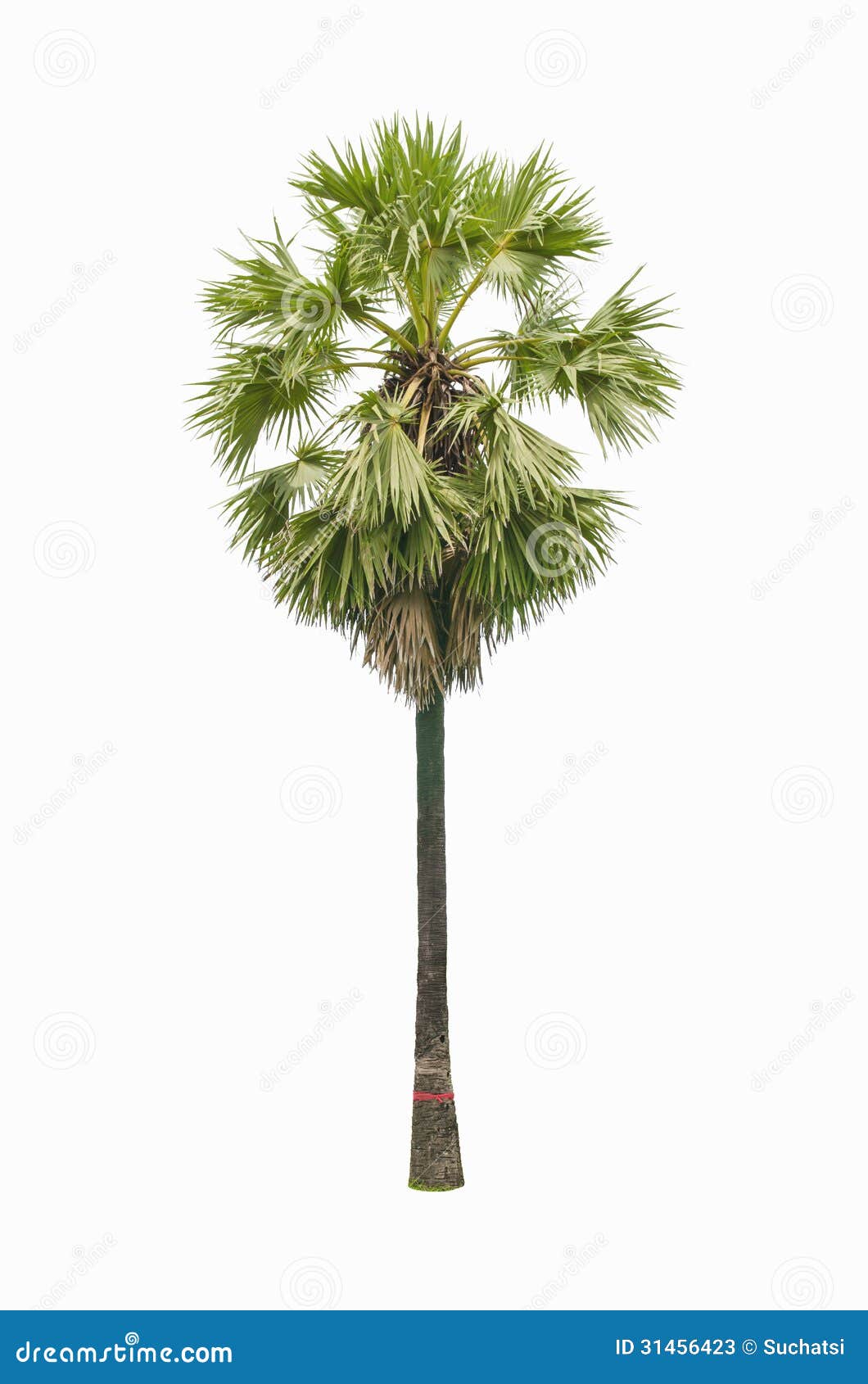 Sugar palm tree stock image. Image of huge, palmyra, green - 31456423