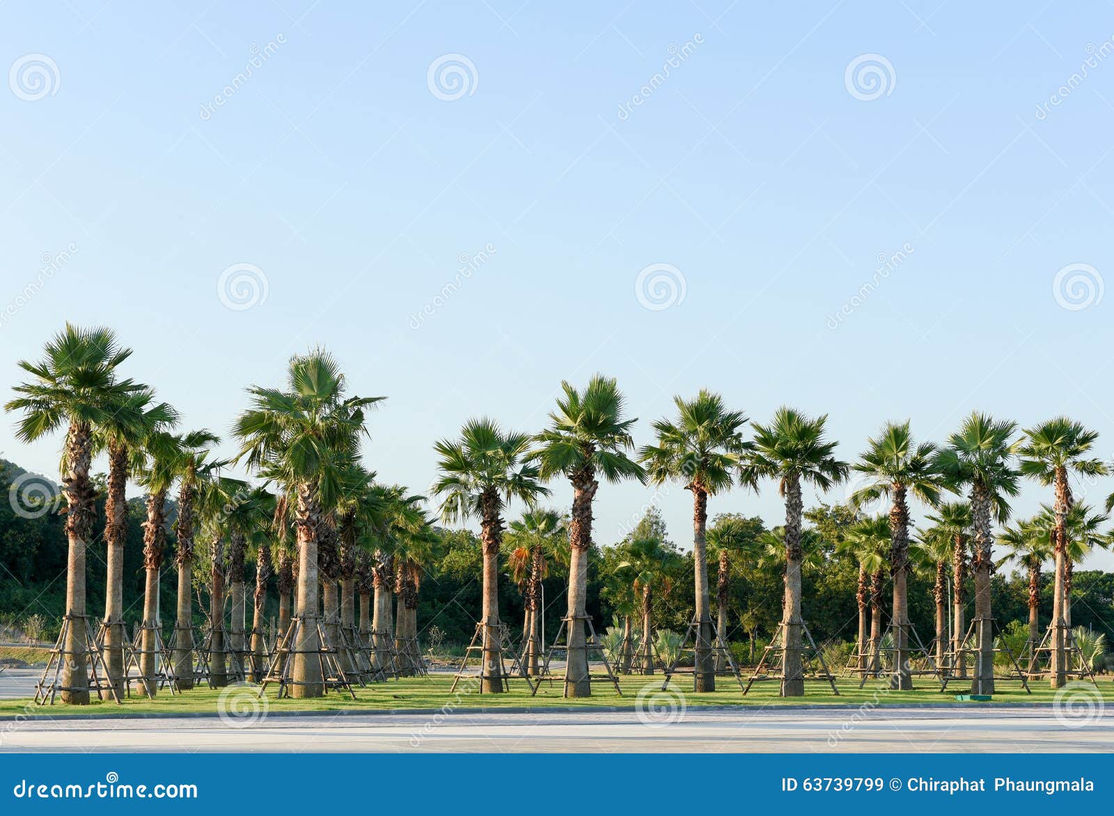 Sugar Palm Tree Relocation Plant Stock Image Image of palm, trees